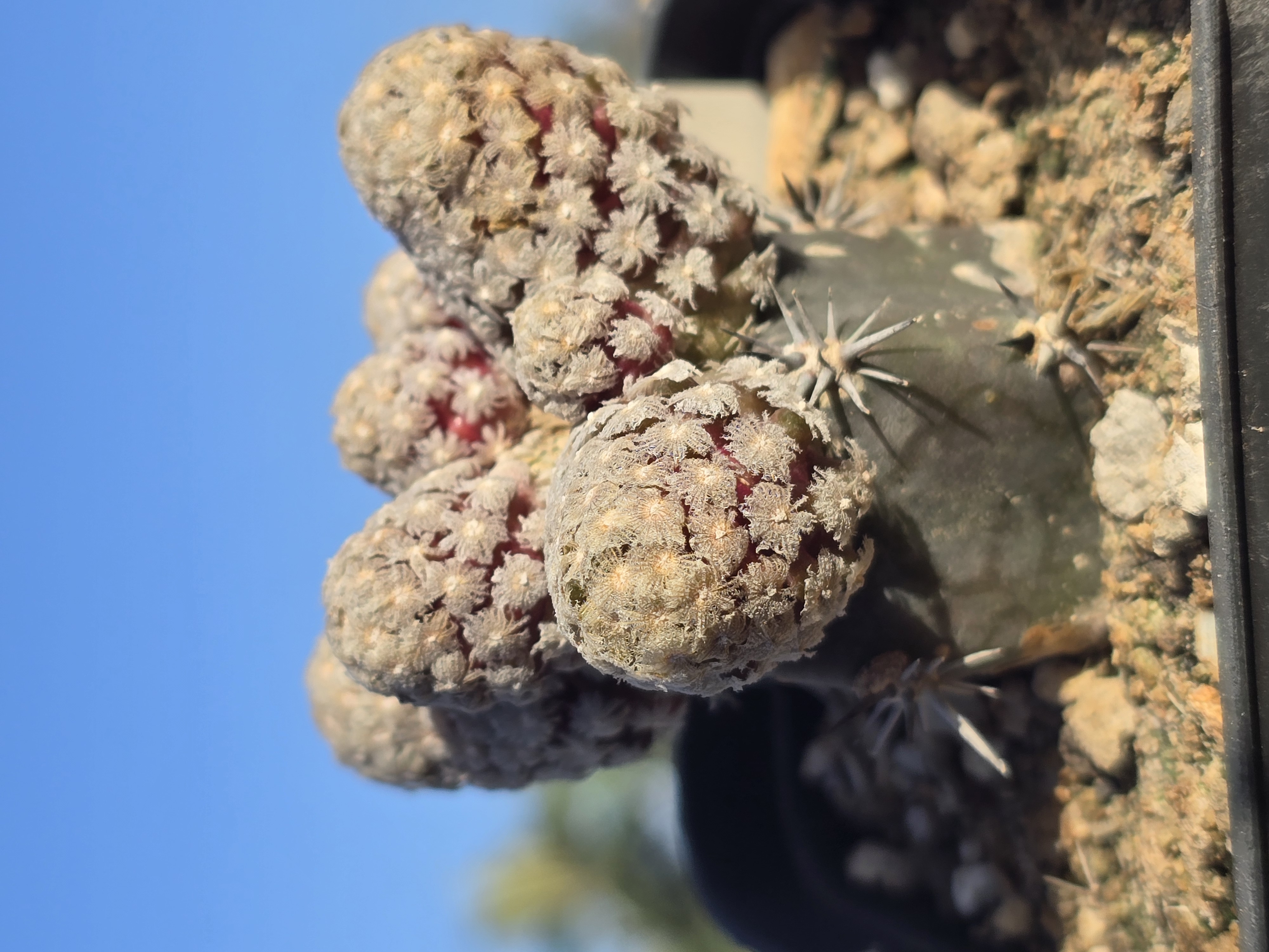 Mammillaria <br>theresae