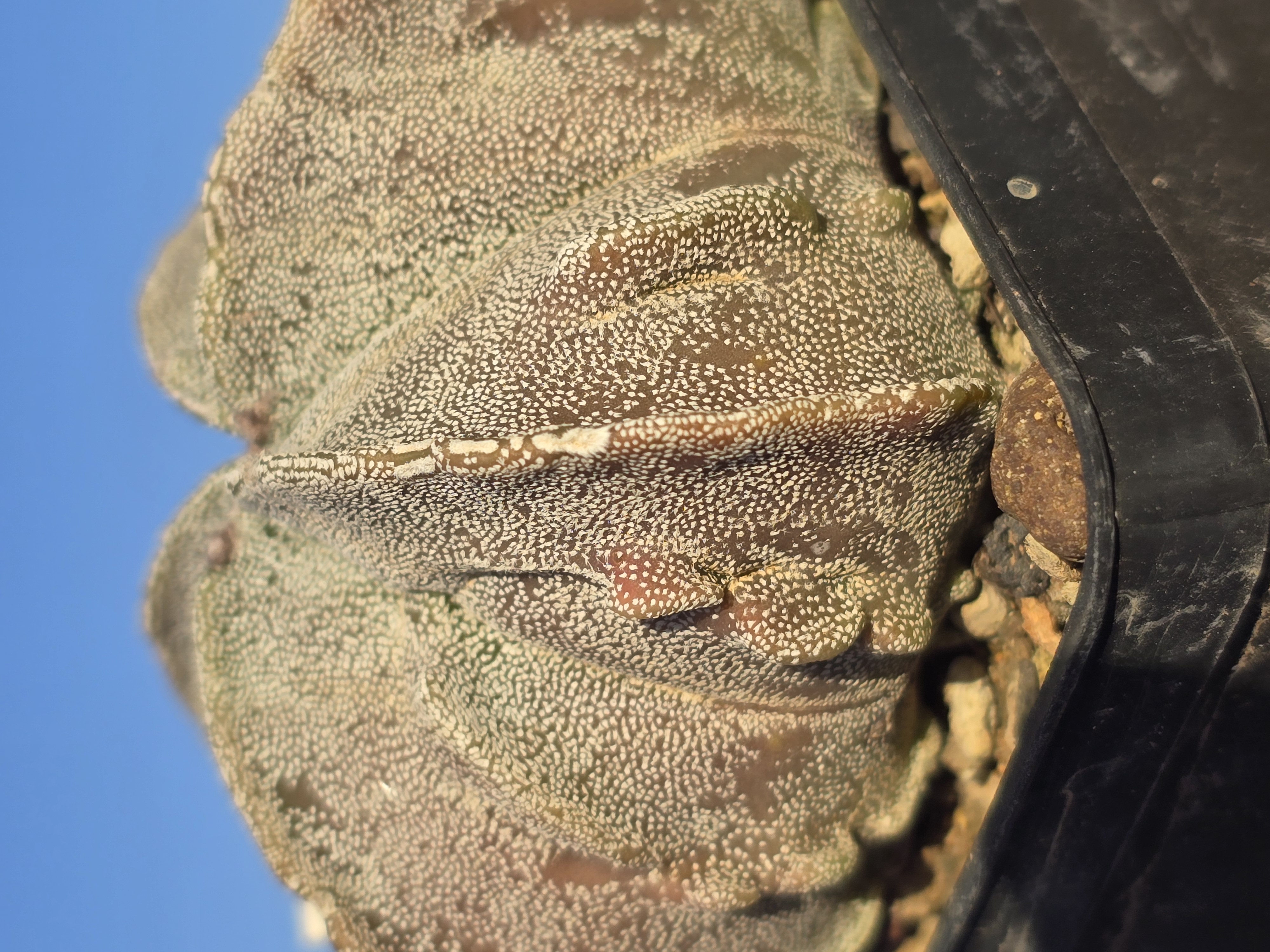 Astrophytum myriostigma fukuryo