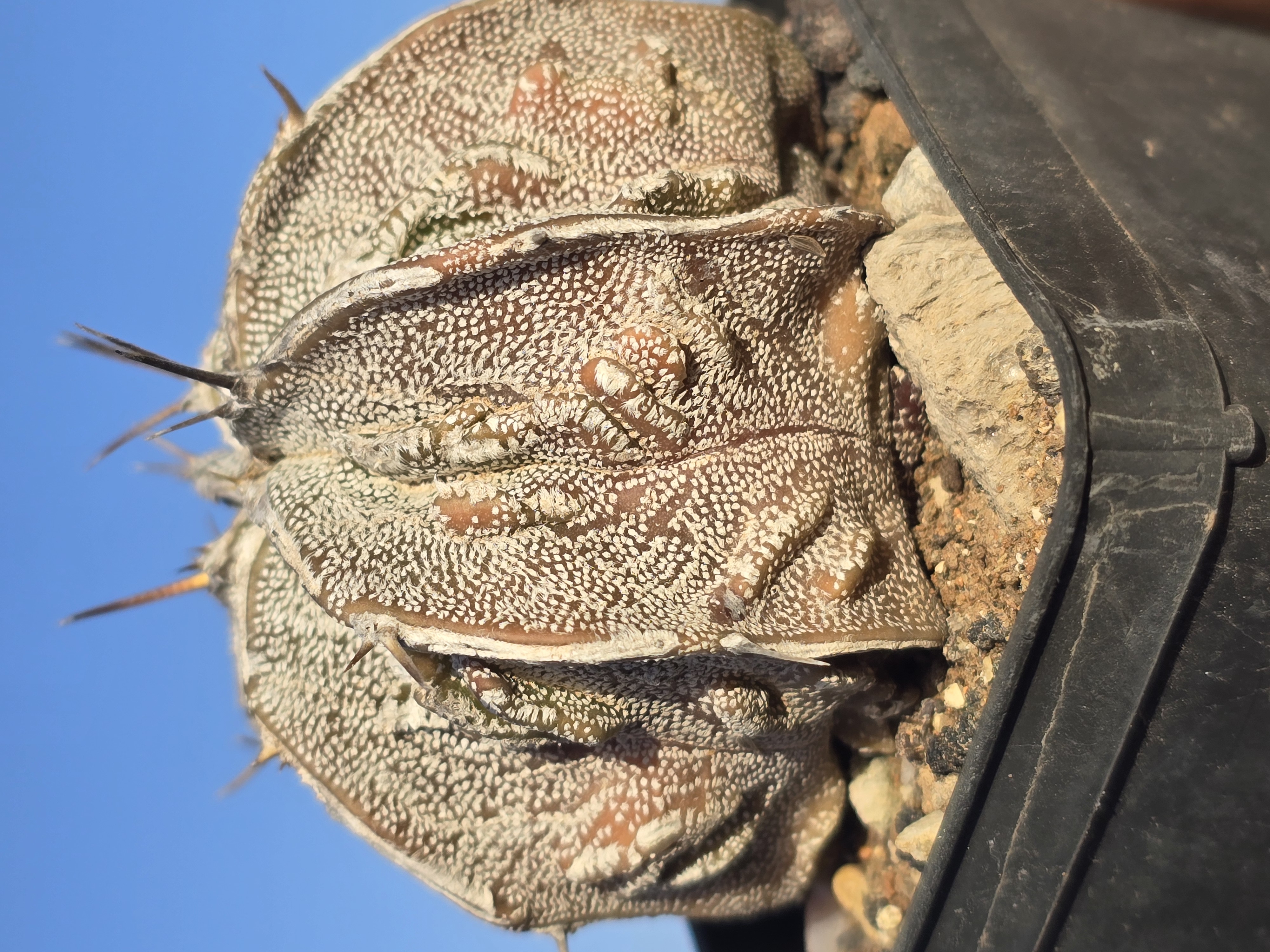 Astrophytum <br>ornatum cv fukuryu 