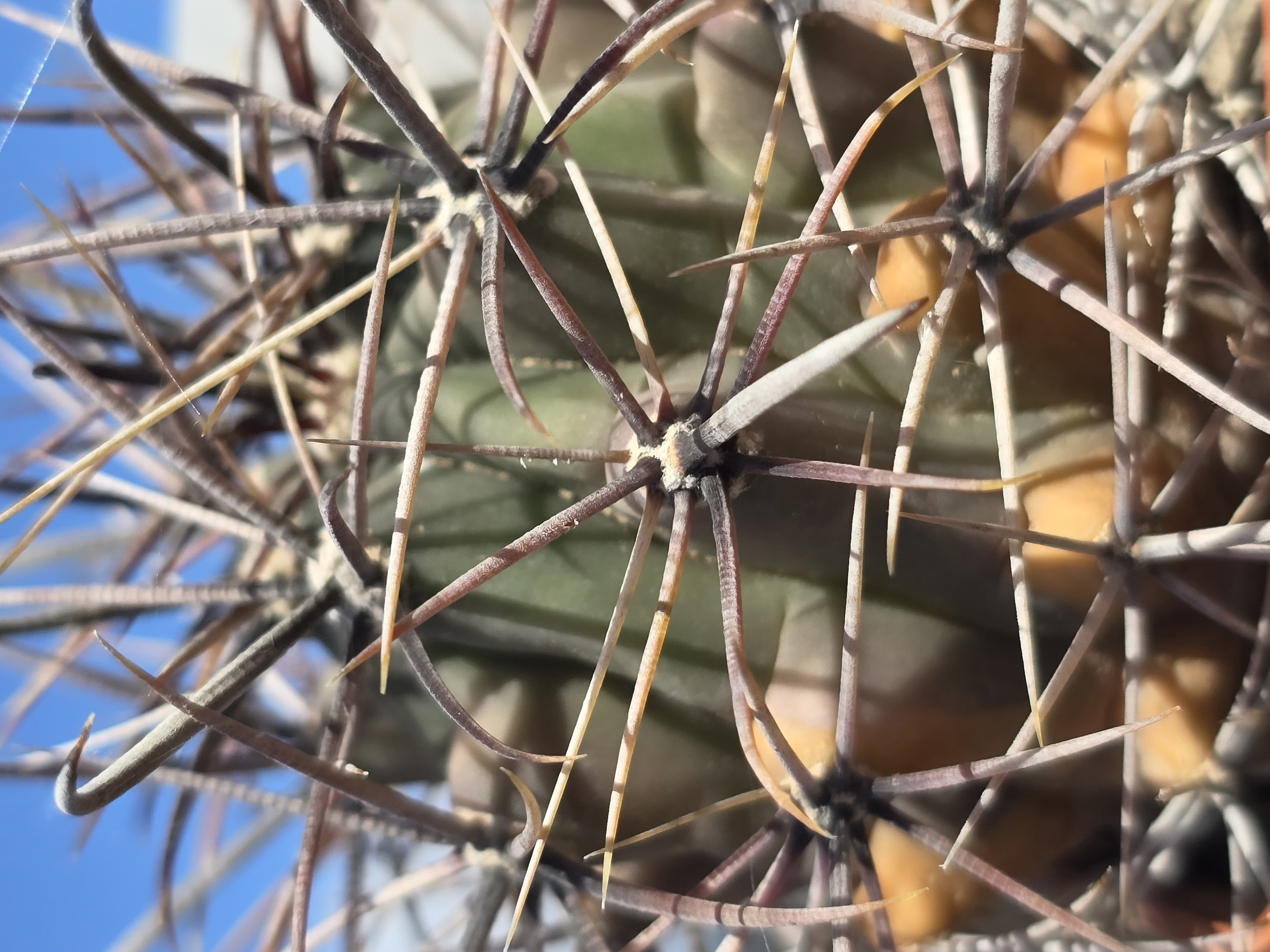Ferocactus <br>wislizenii ajoensis