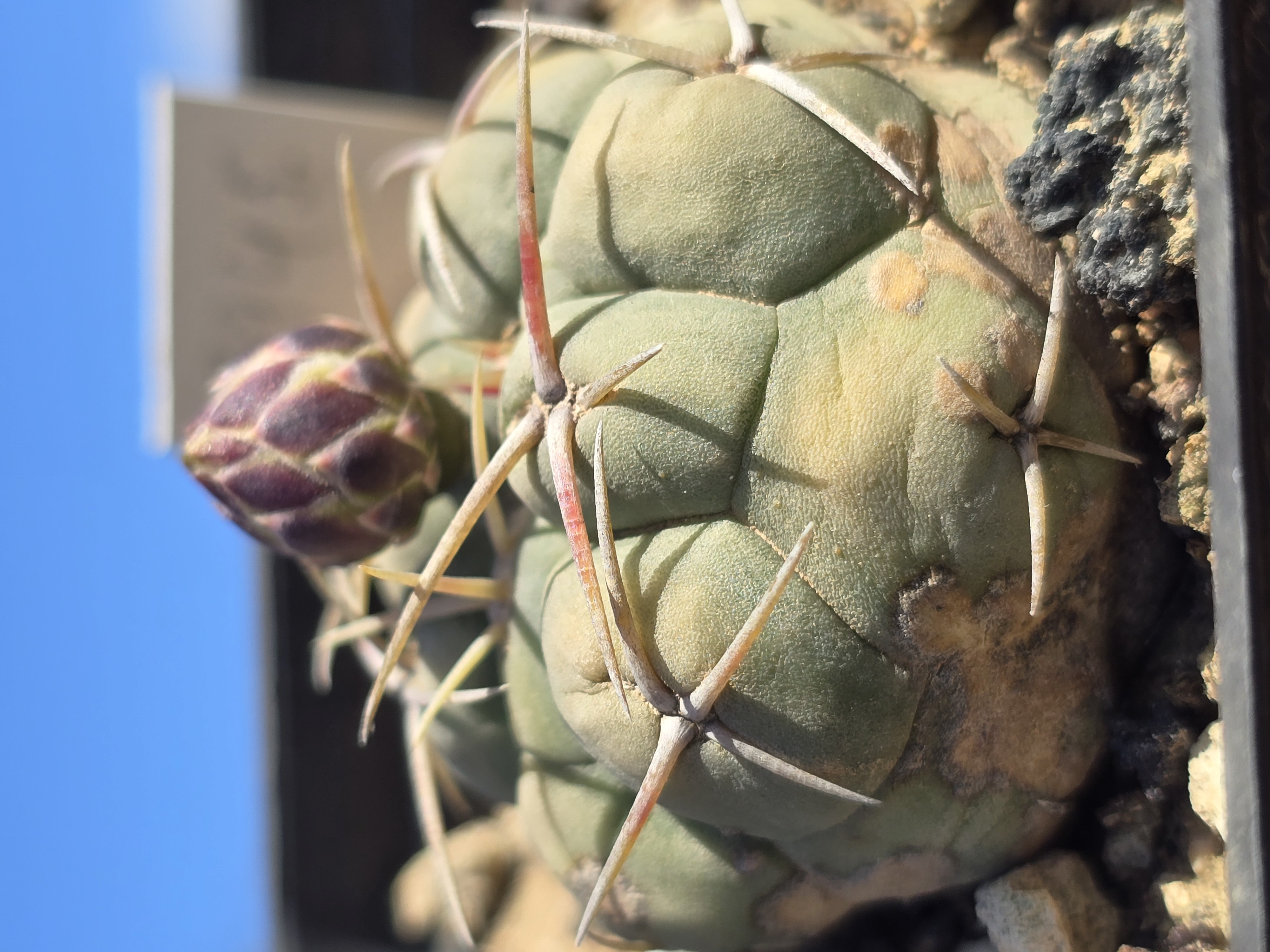 Thelocactus hexaedrophorus