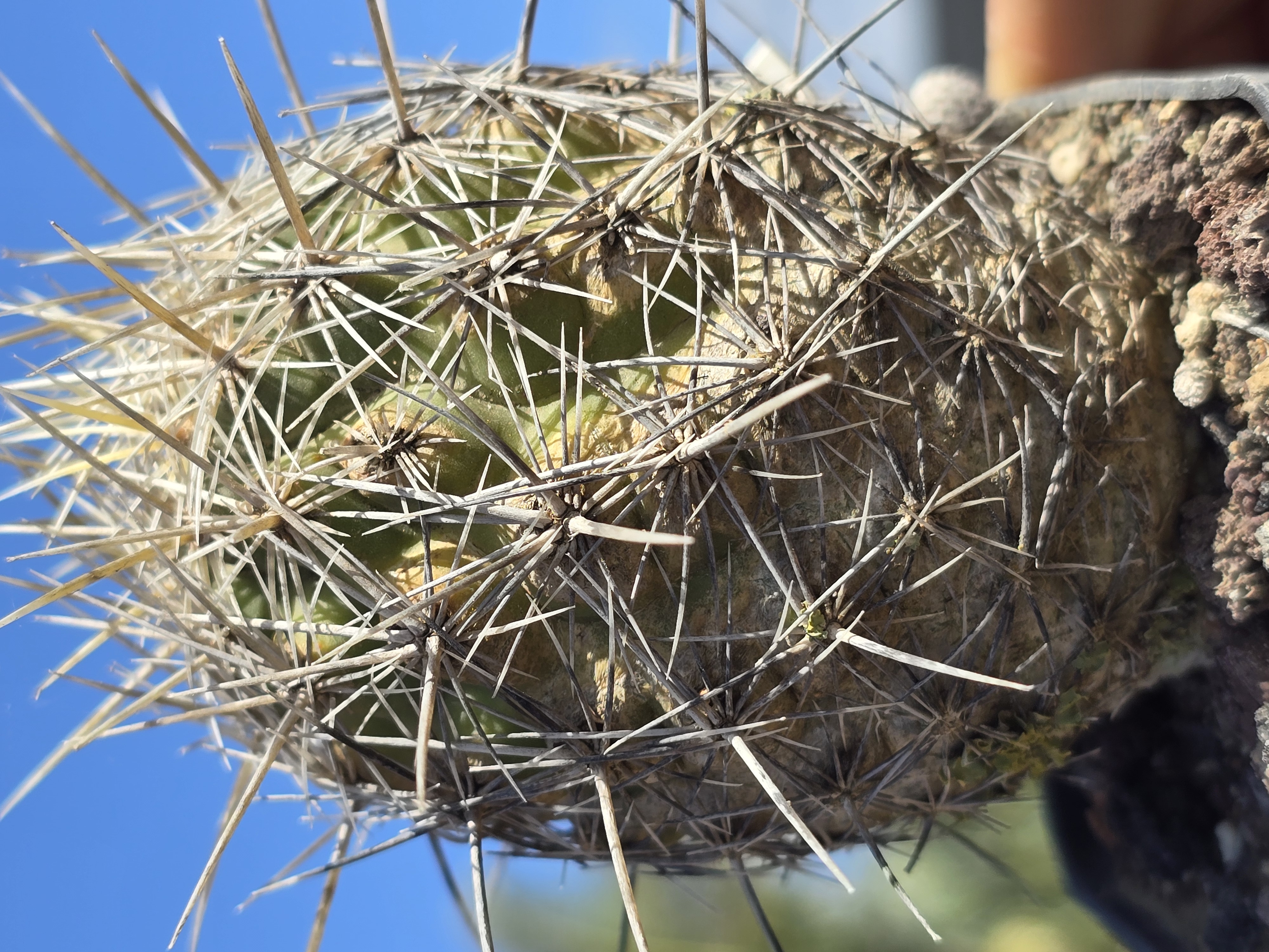 Thelocactus <br>bicolor bolansis