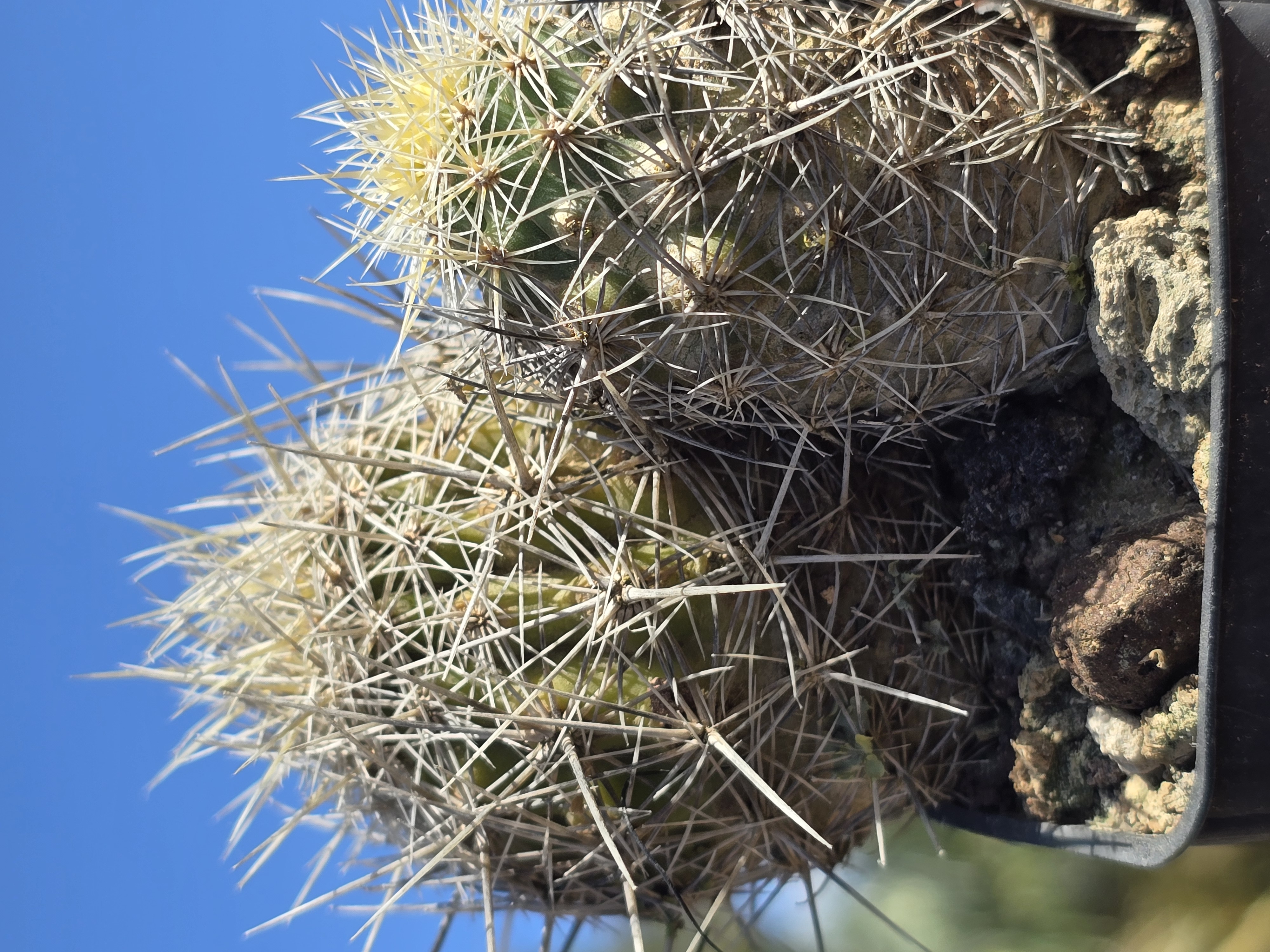 Thelocactus <br>bicolor bolansis