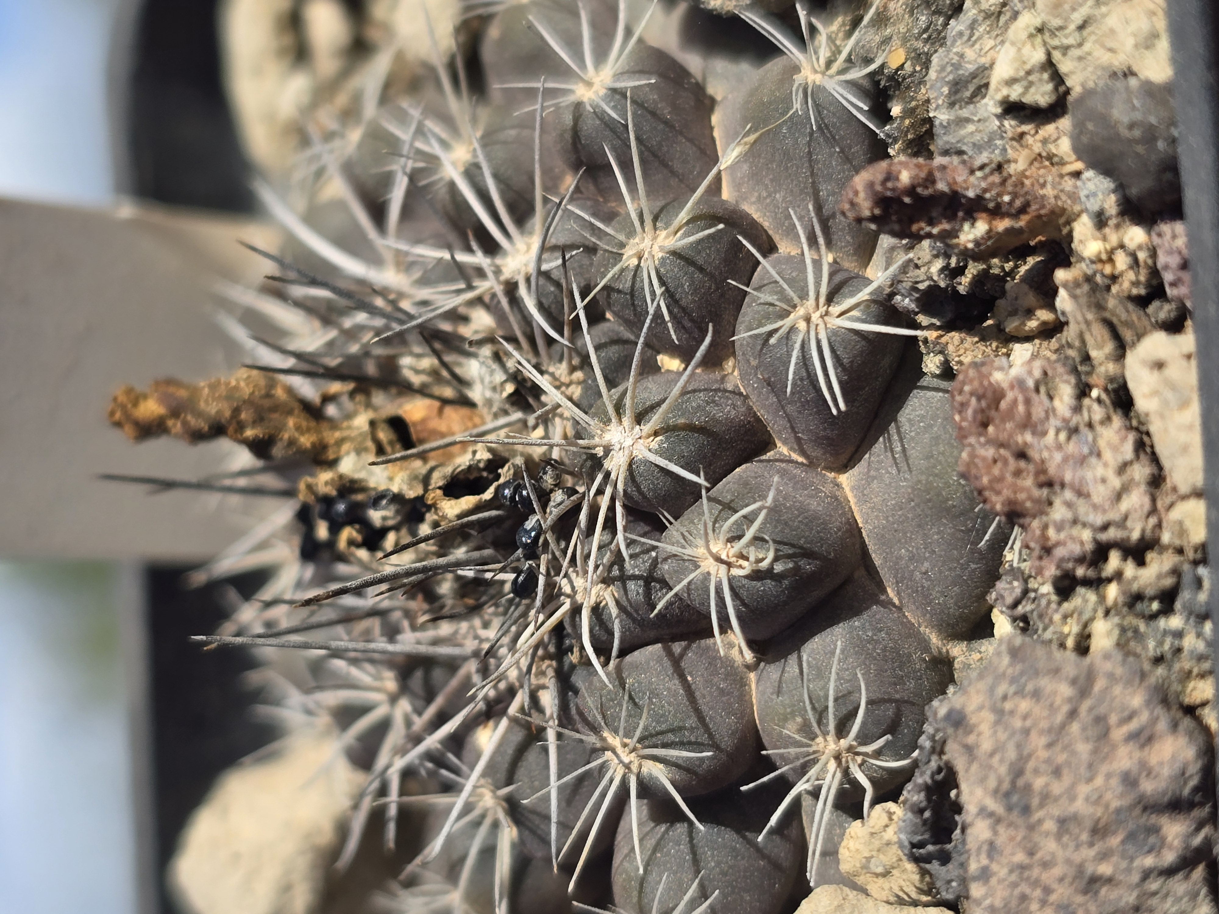 Copiapoa <br>aff humilis