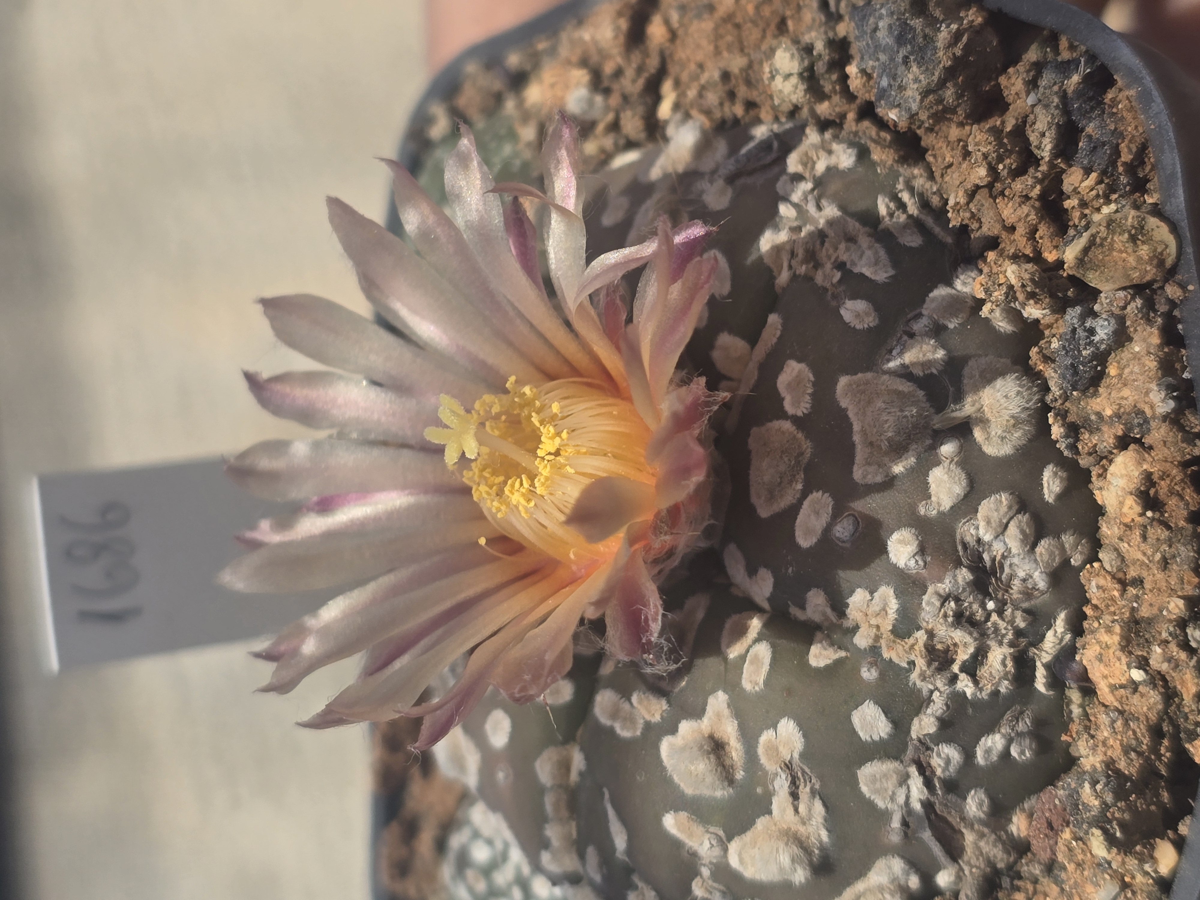 Astrophytum <br>asterias kabuto