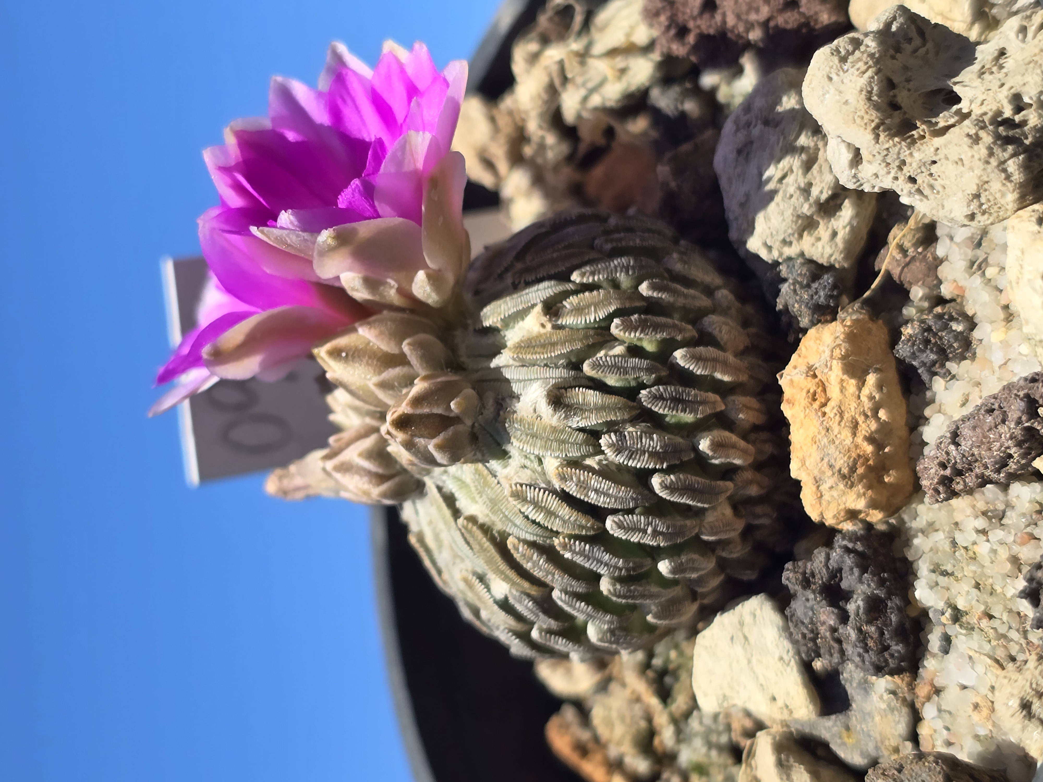 Pelecyphora <br>aselliformis