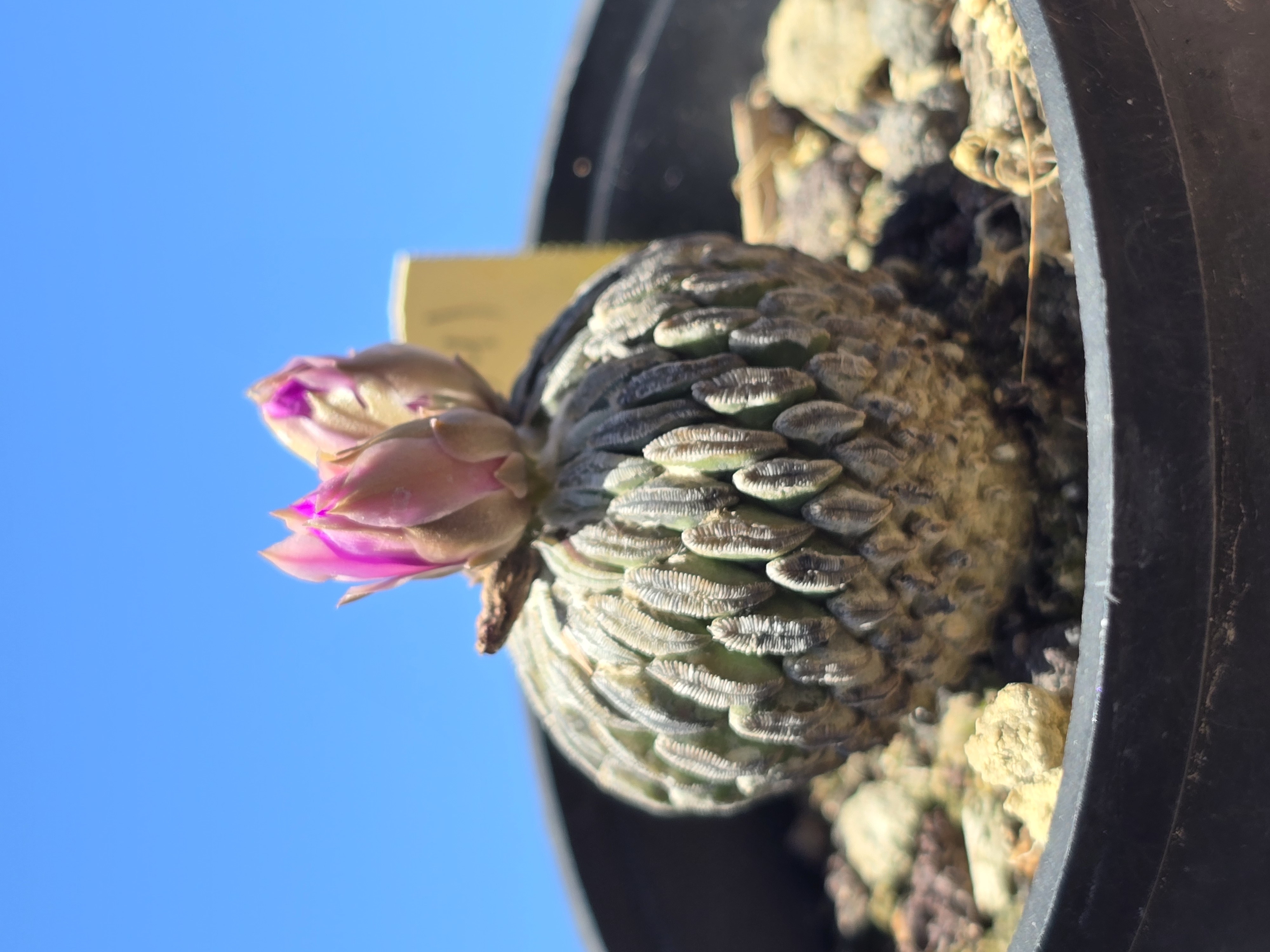 Pelecyphora <br>aselliformis