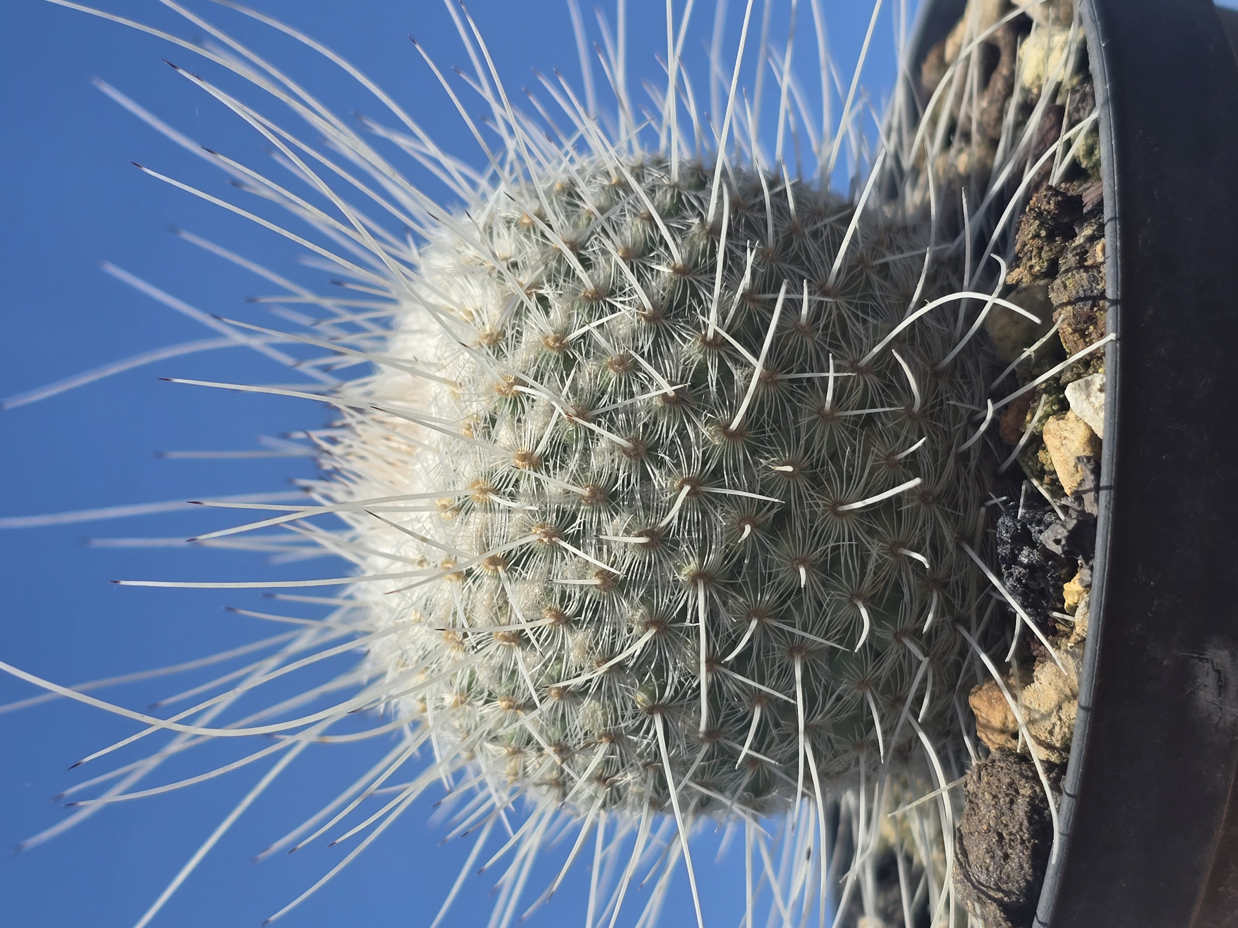 Mammillaria geminispina nobilis