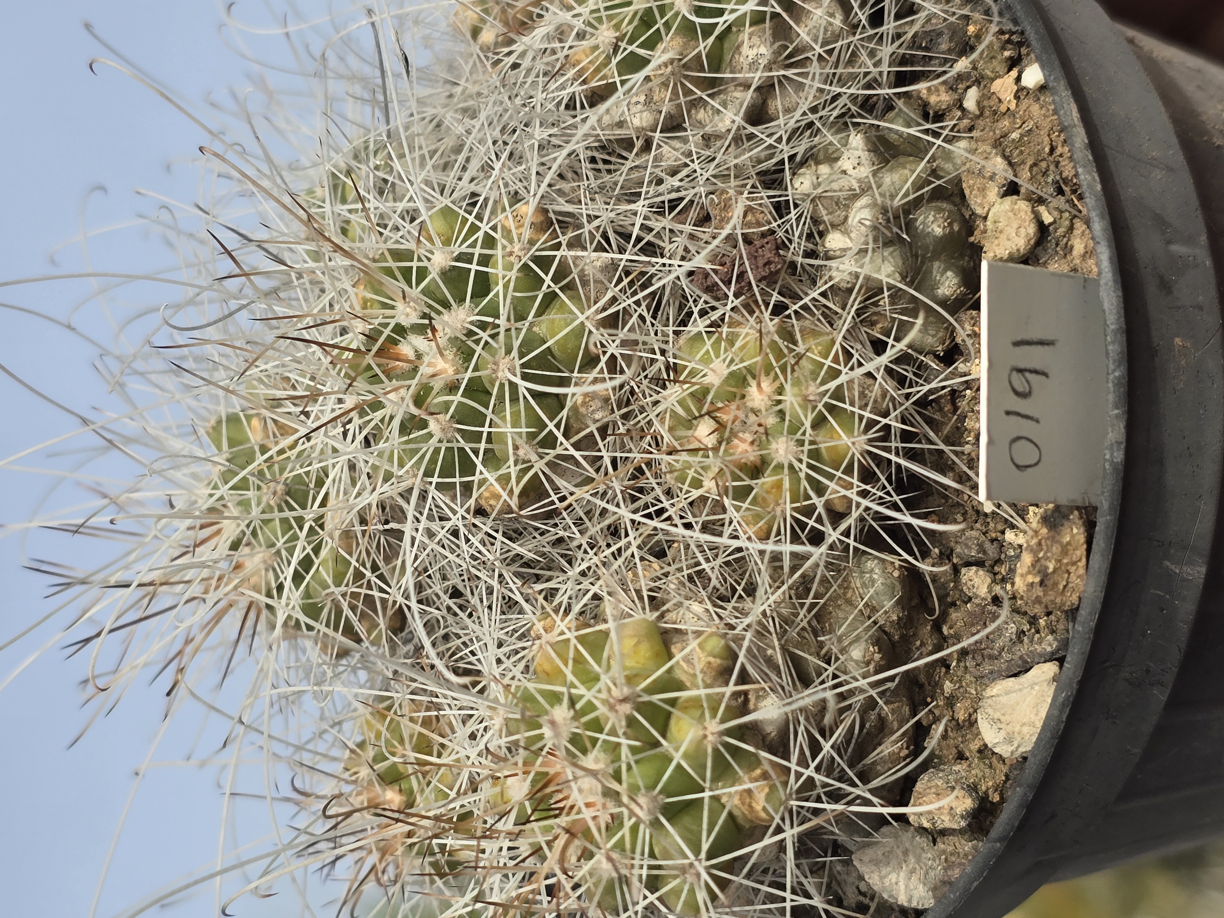 Mammillaria <br>setispina
