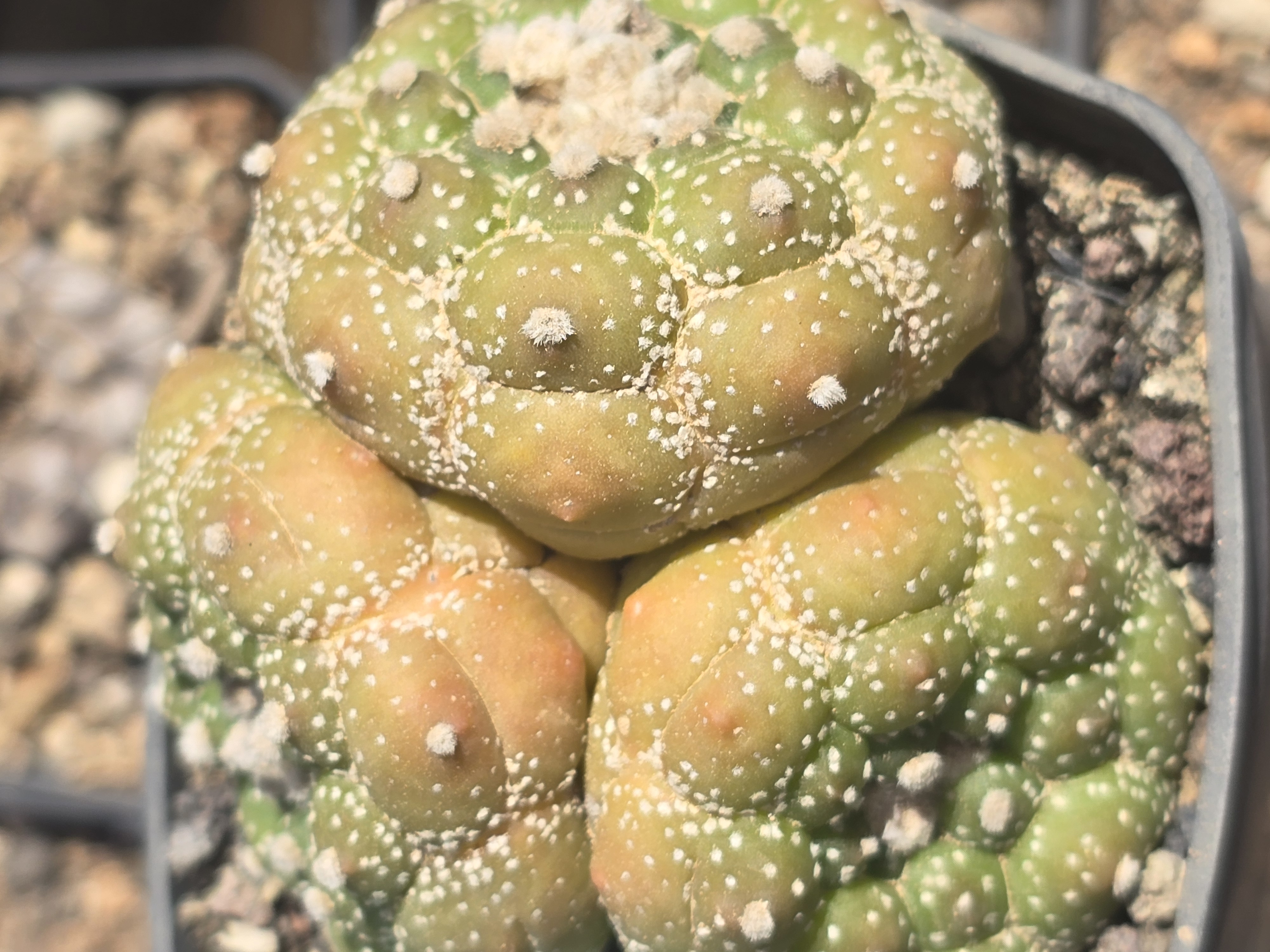 Astrophytum <br>asterias kikko turtle