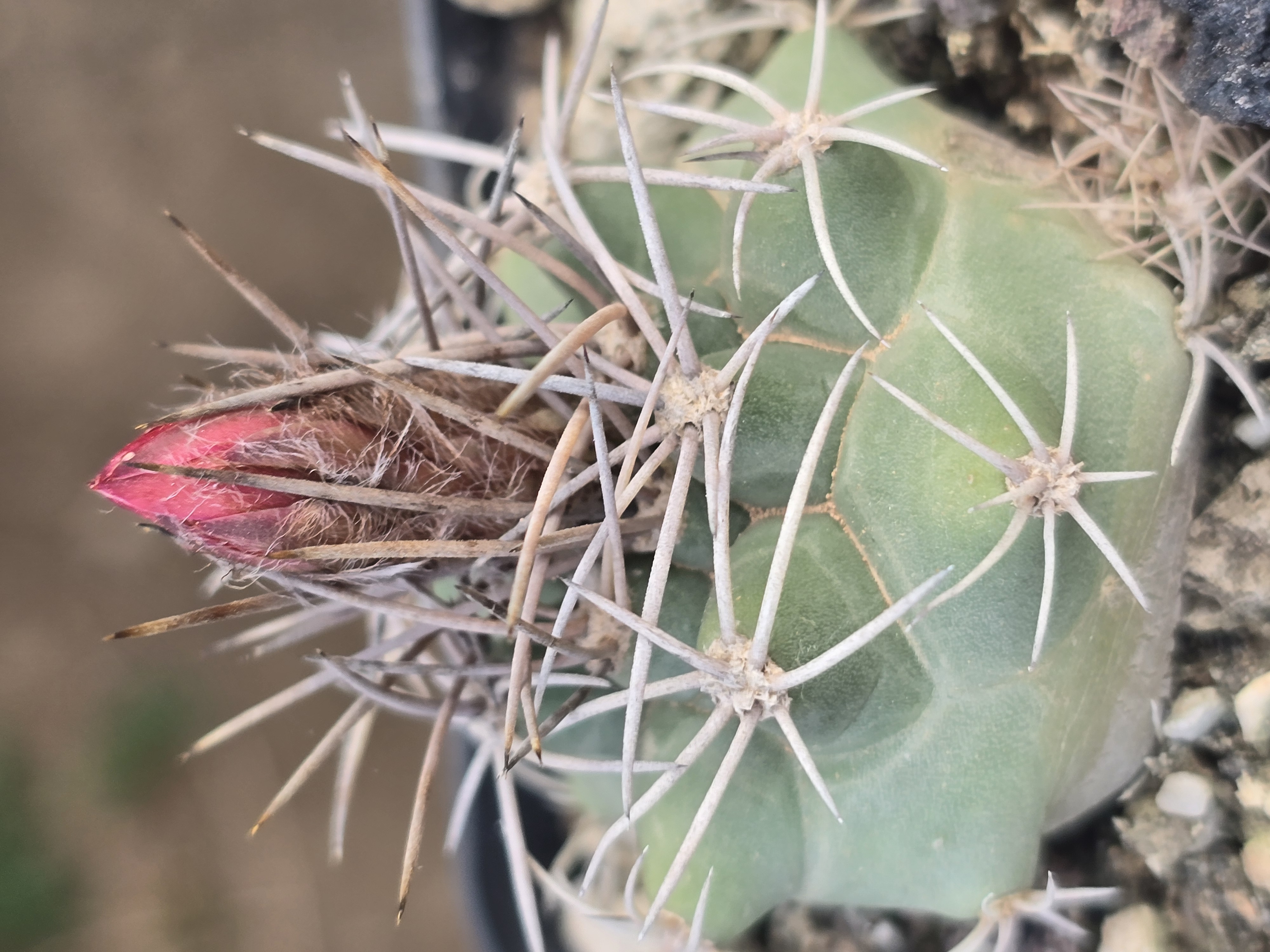 Matucana <br>paucicostata