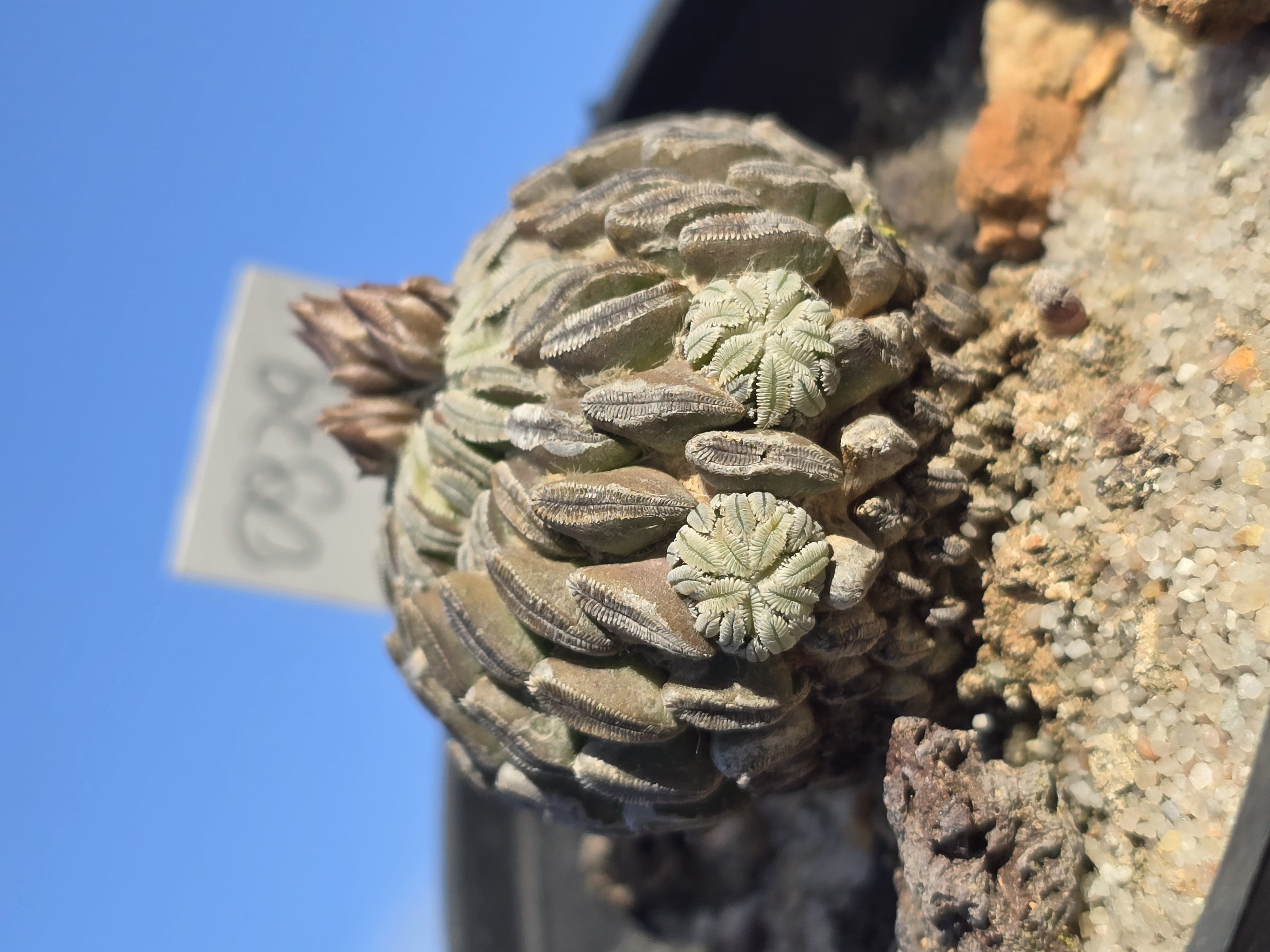 Pelecyphora <br>aselliformis