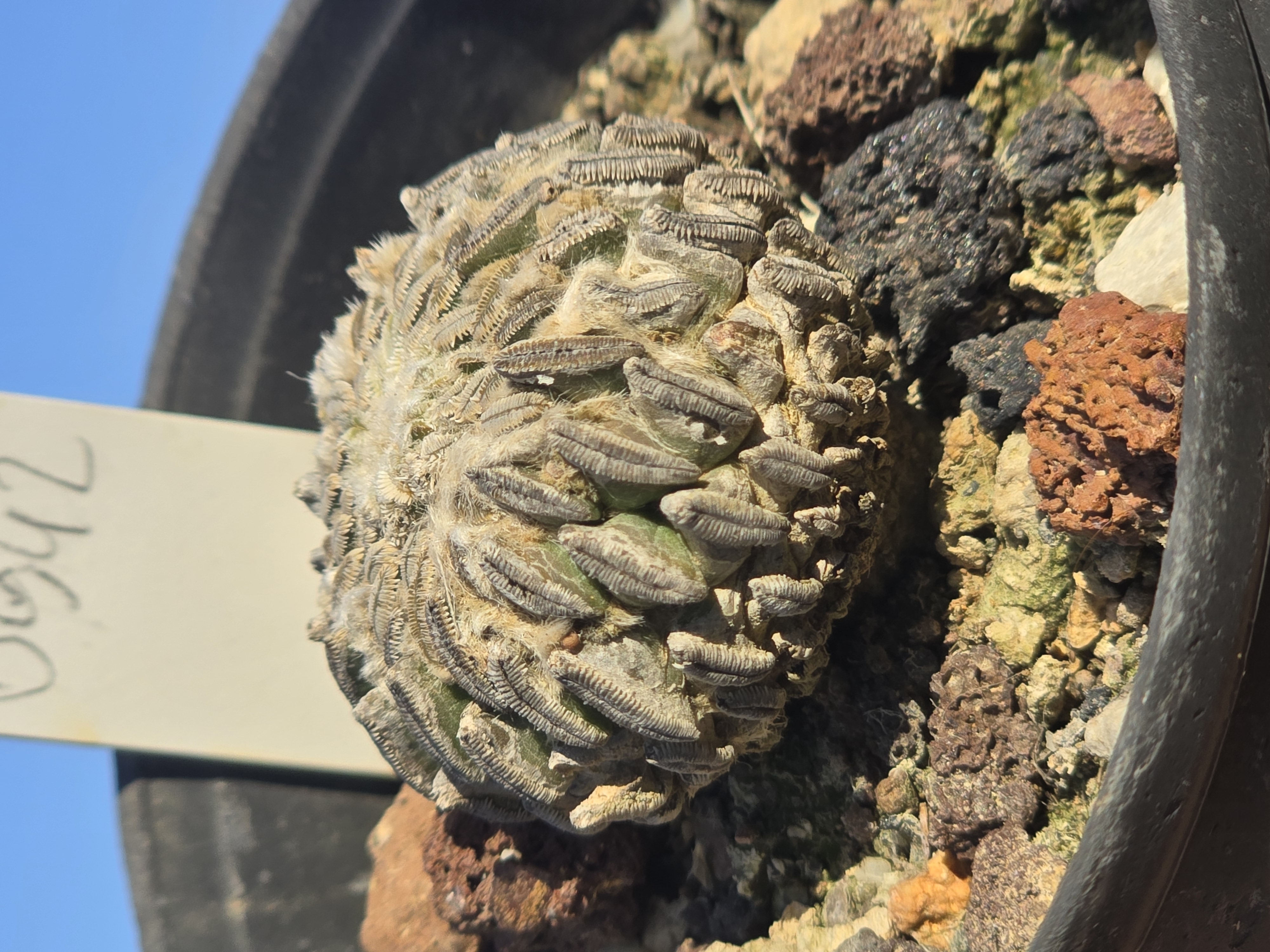 Pelecyphora <br>aselliformis
