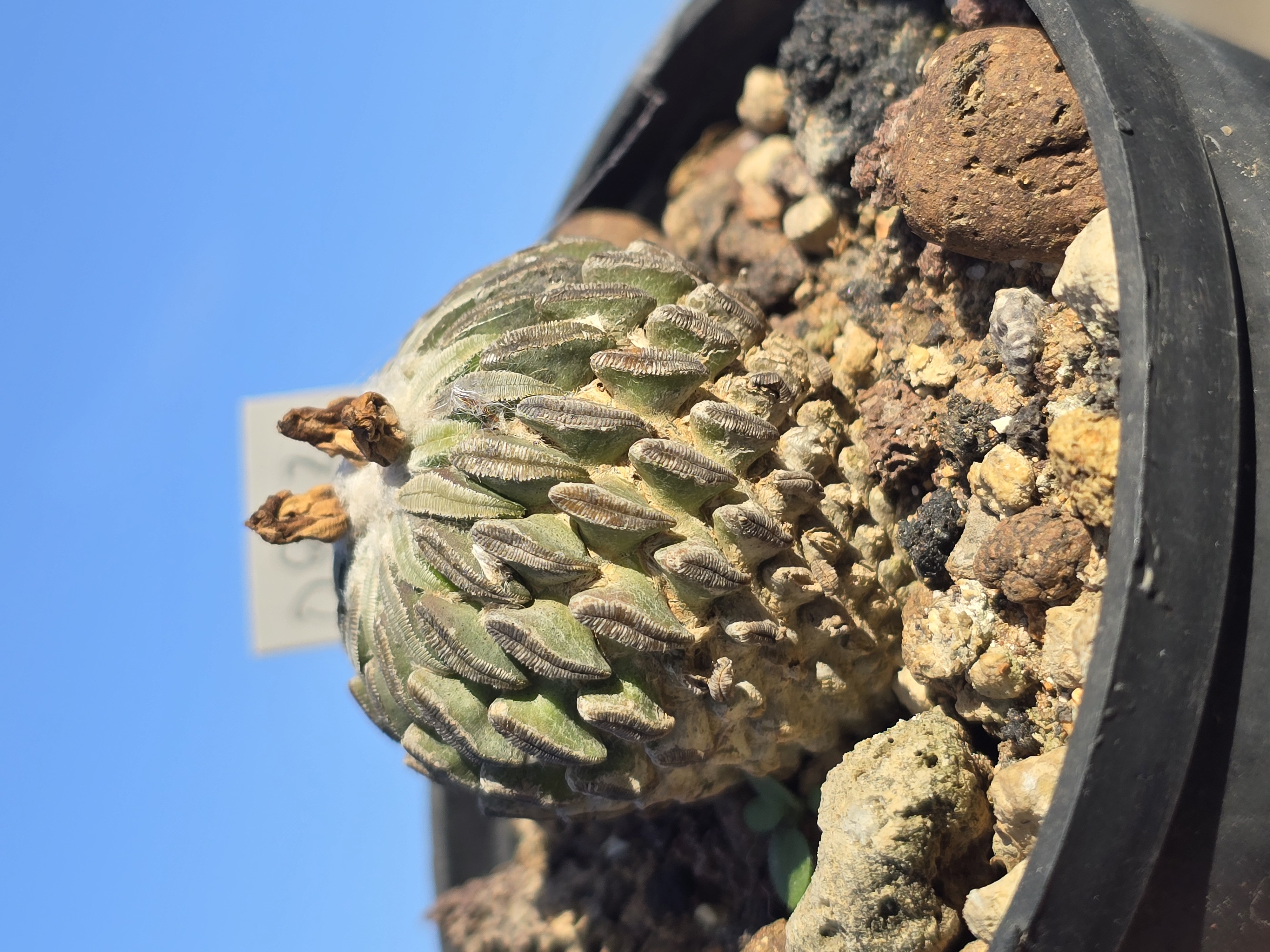 Pelecyphora <br>aselliformis