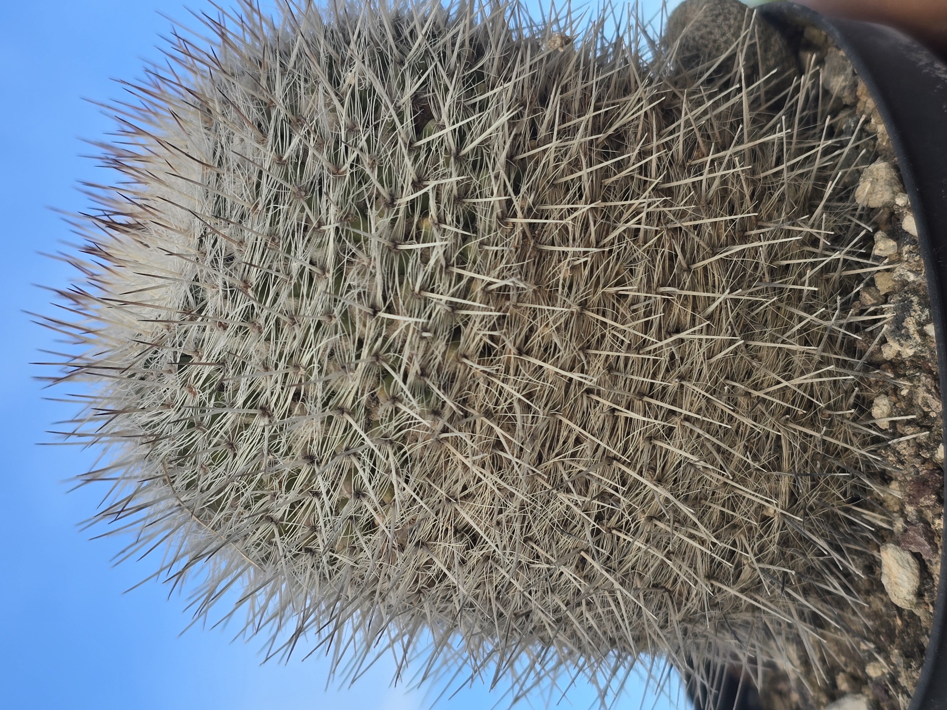 Mammillaria <br>chionocephala