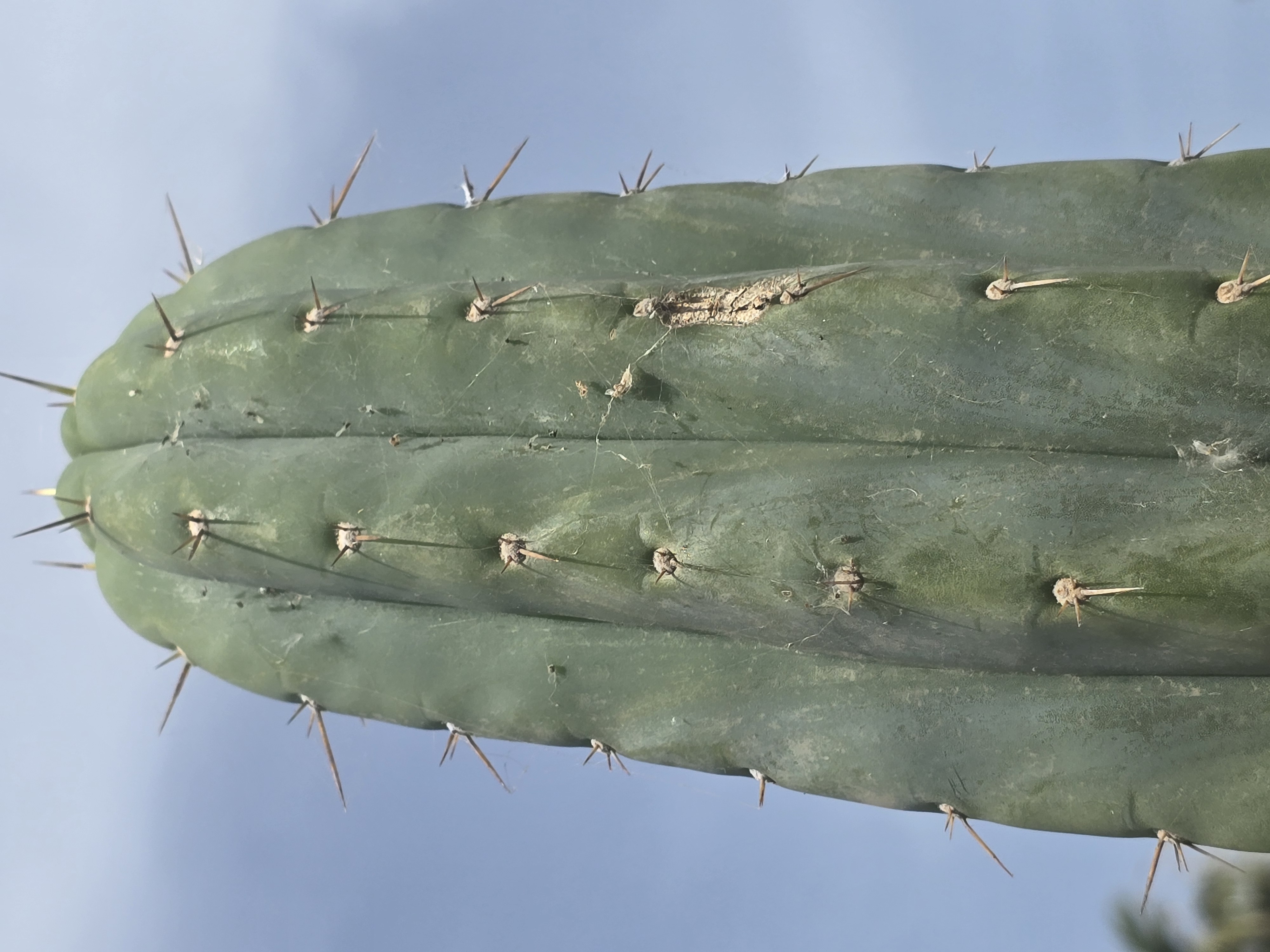 Trichocereus pachanoi 