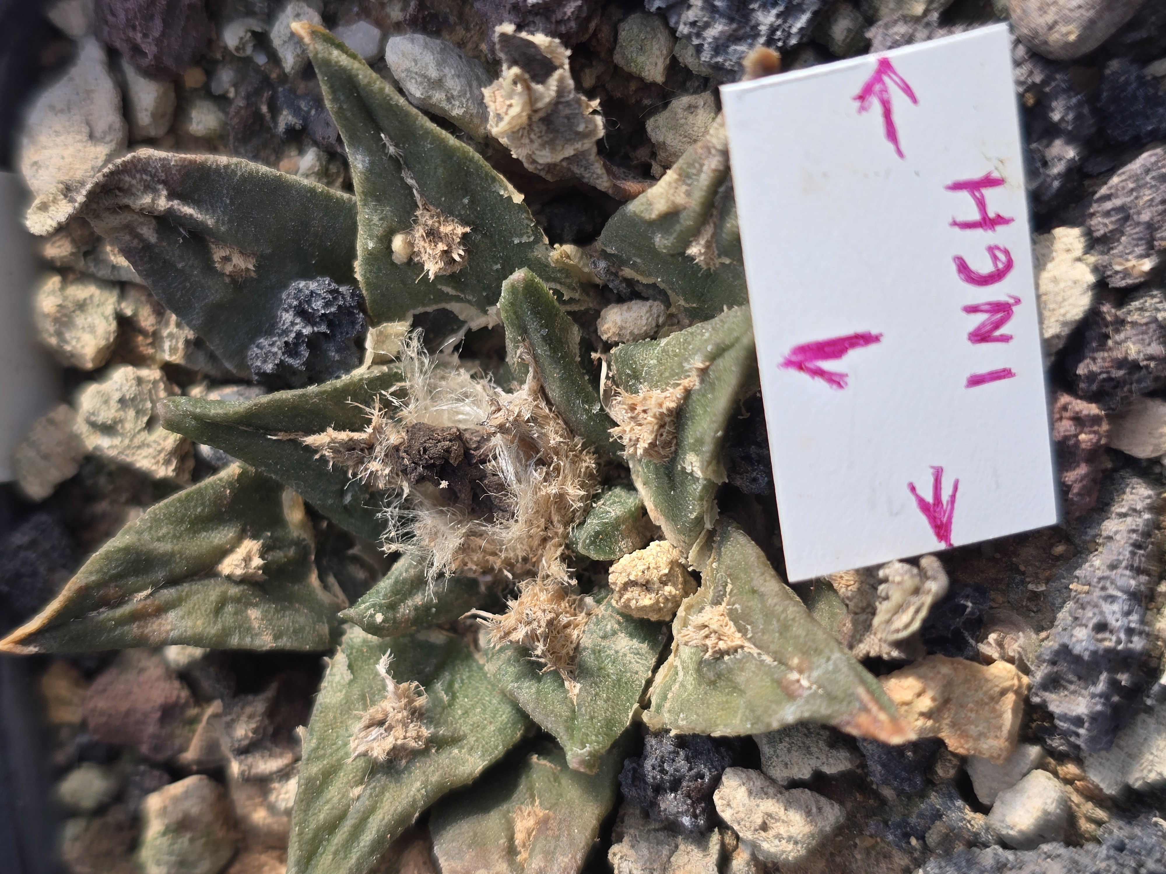 Ariocarpus cv fissuratus x agavoides f2