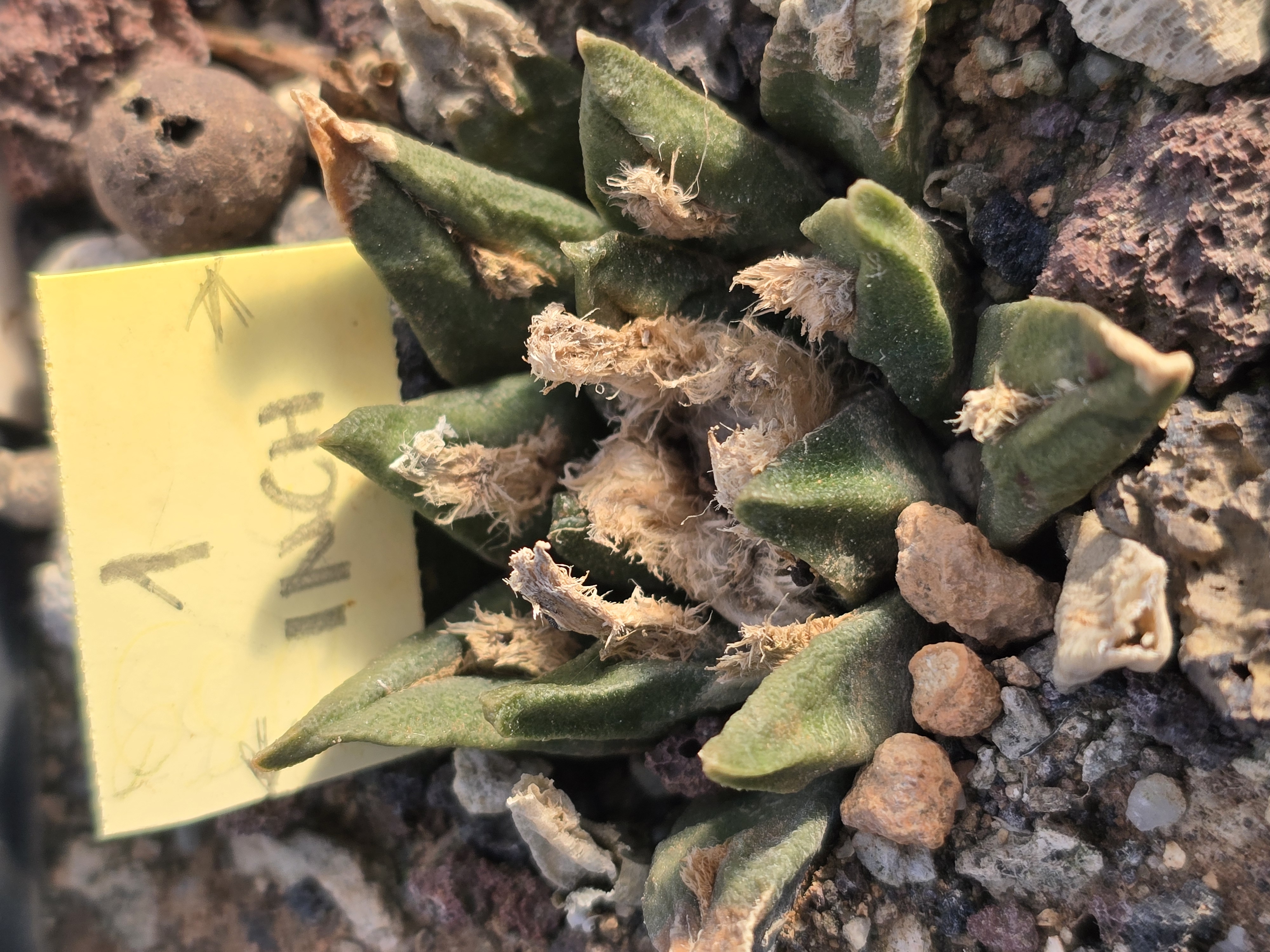 Ariocarpus cv fissuratus x agavoides f2