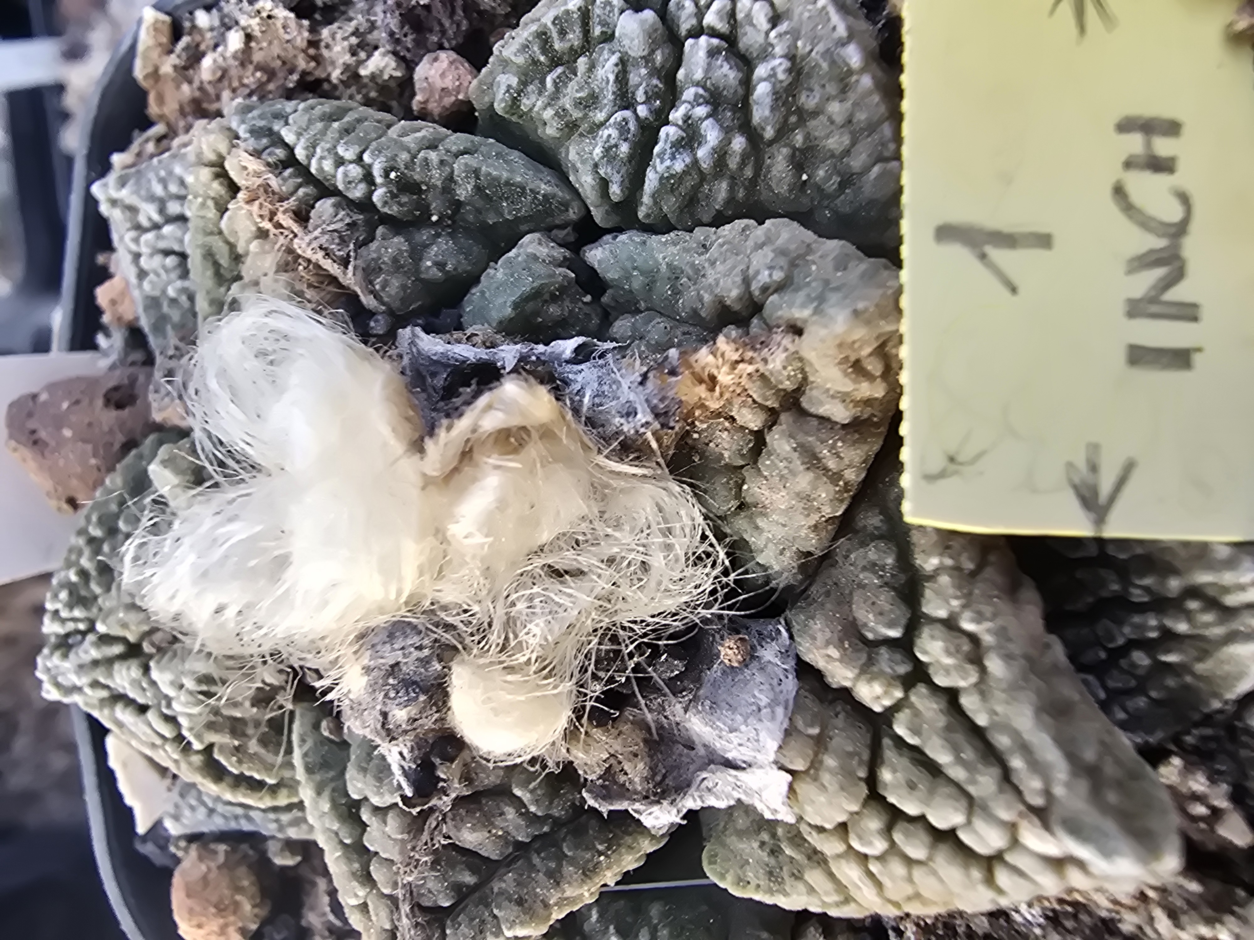 Ariocarpus fissuratus major
