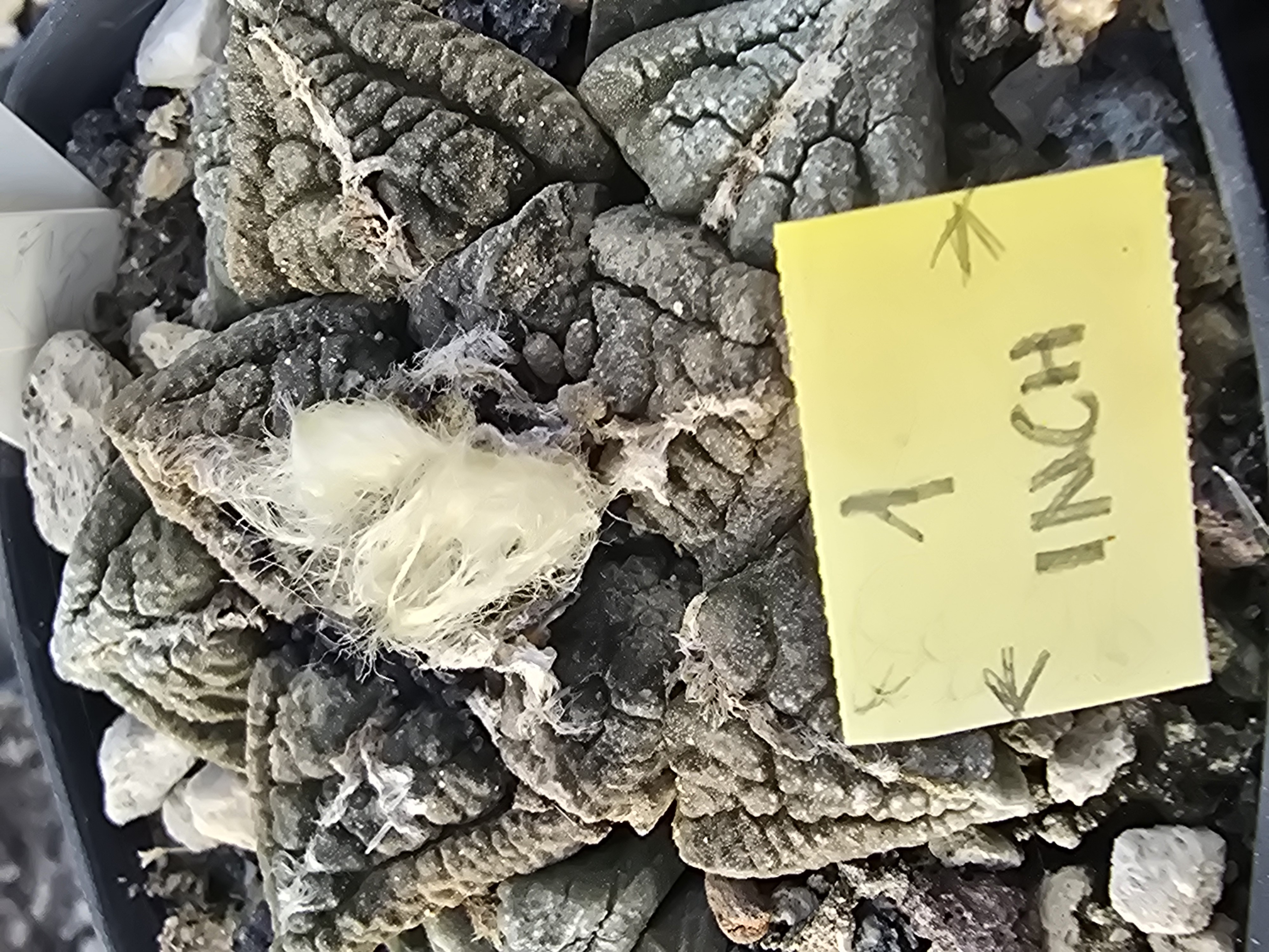 Ariocarpus fissuratus major