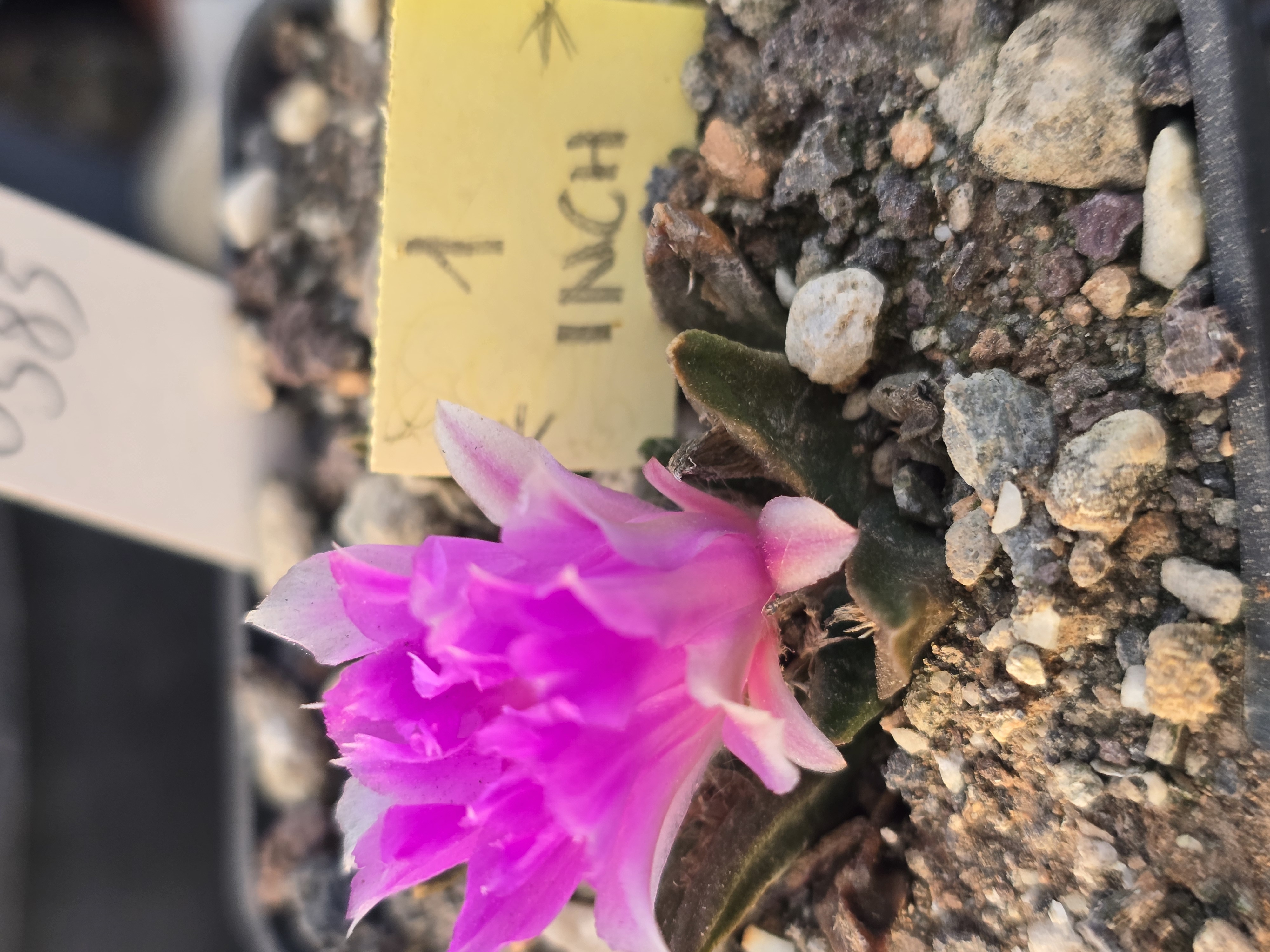 Ariocarpus <br>f2 fissuratus x agavoides