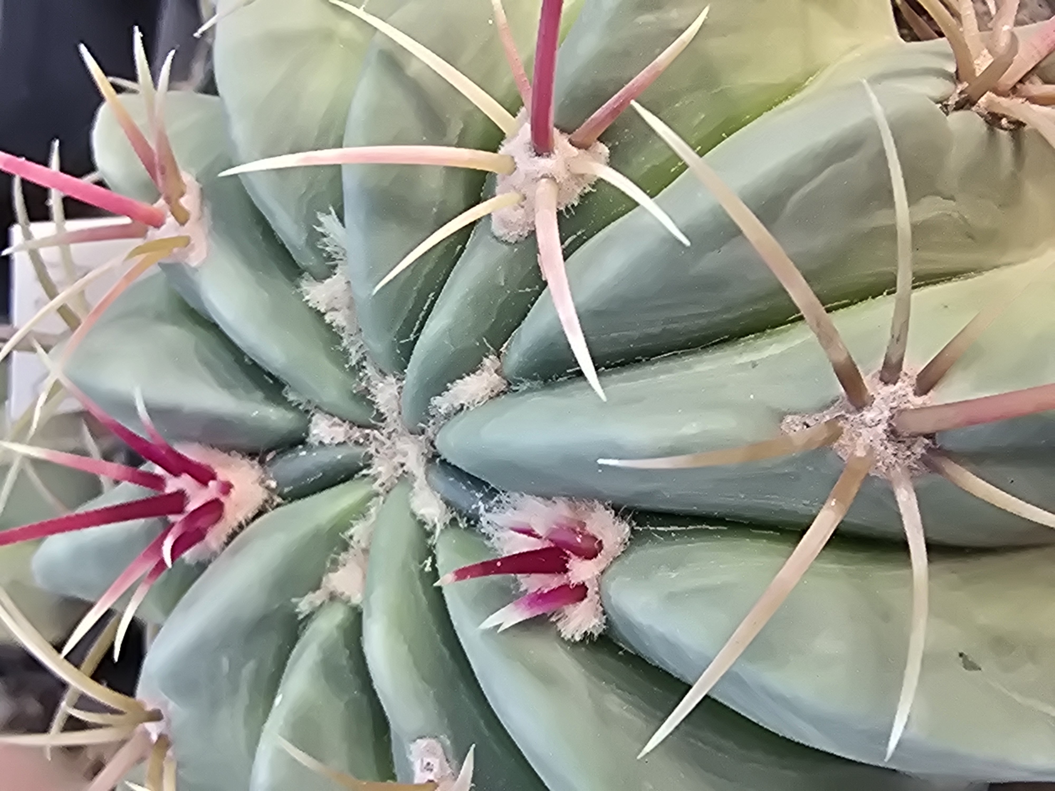 Ferocactus macrodiscus