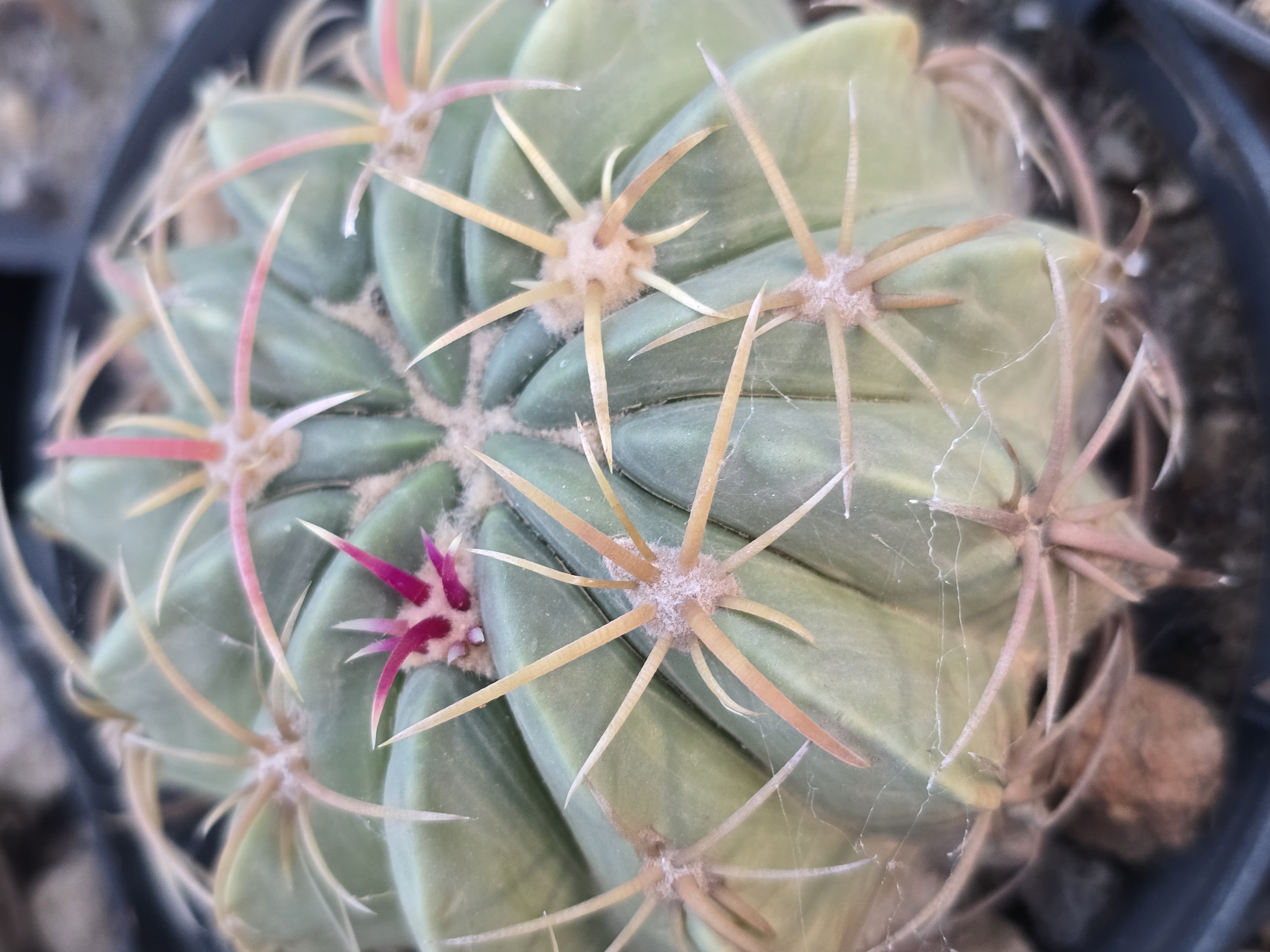 Ferocactus macrodiscus