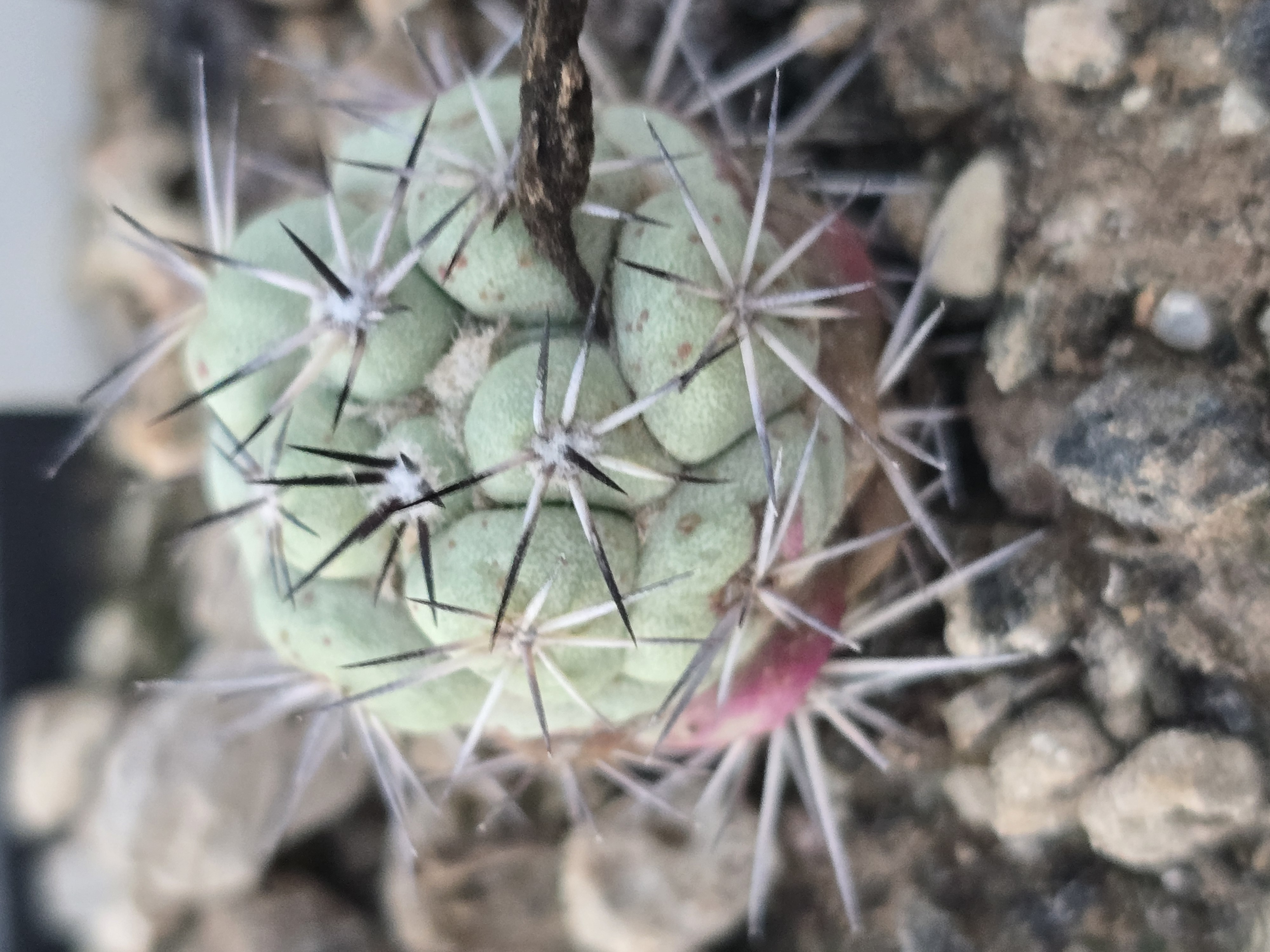 Ortegocactus  macdougallii
