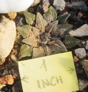 Ariocarpus kotschoubeyanus elephantidens