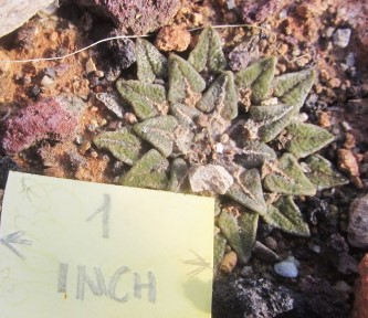 Ariocarpus kotschoubeyanus elephantidens