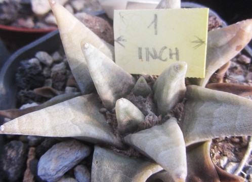 Ariocarpus retusus