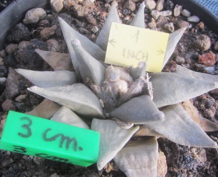 Ariocarpus retusus