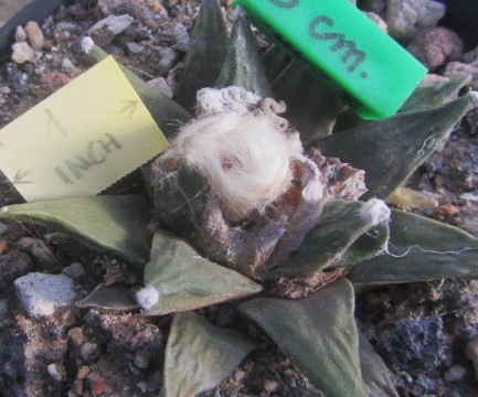 Ariocarpus hybrid f3 scaphirostris