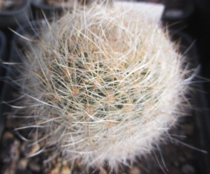 Matucana <br>colocephala