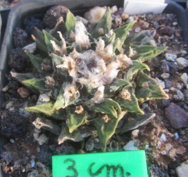 Ariocarpus <br>cv hybrid f3 furfuraces x agavoides 