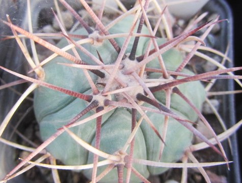 Echinocactus horizonthalonius