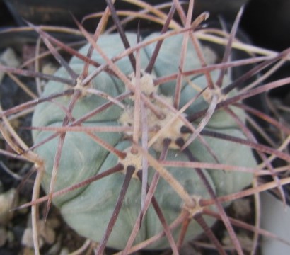 Echinocactus horizonthalonius