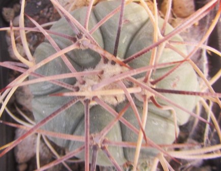 Echinocactus horizonthalonius