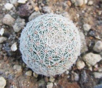 Coryphantha werdermanii