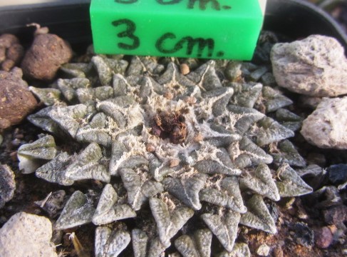 Ariocarpus kotschoubeyanus elephantidens