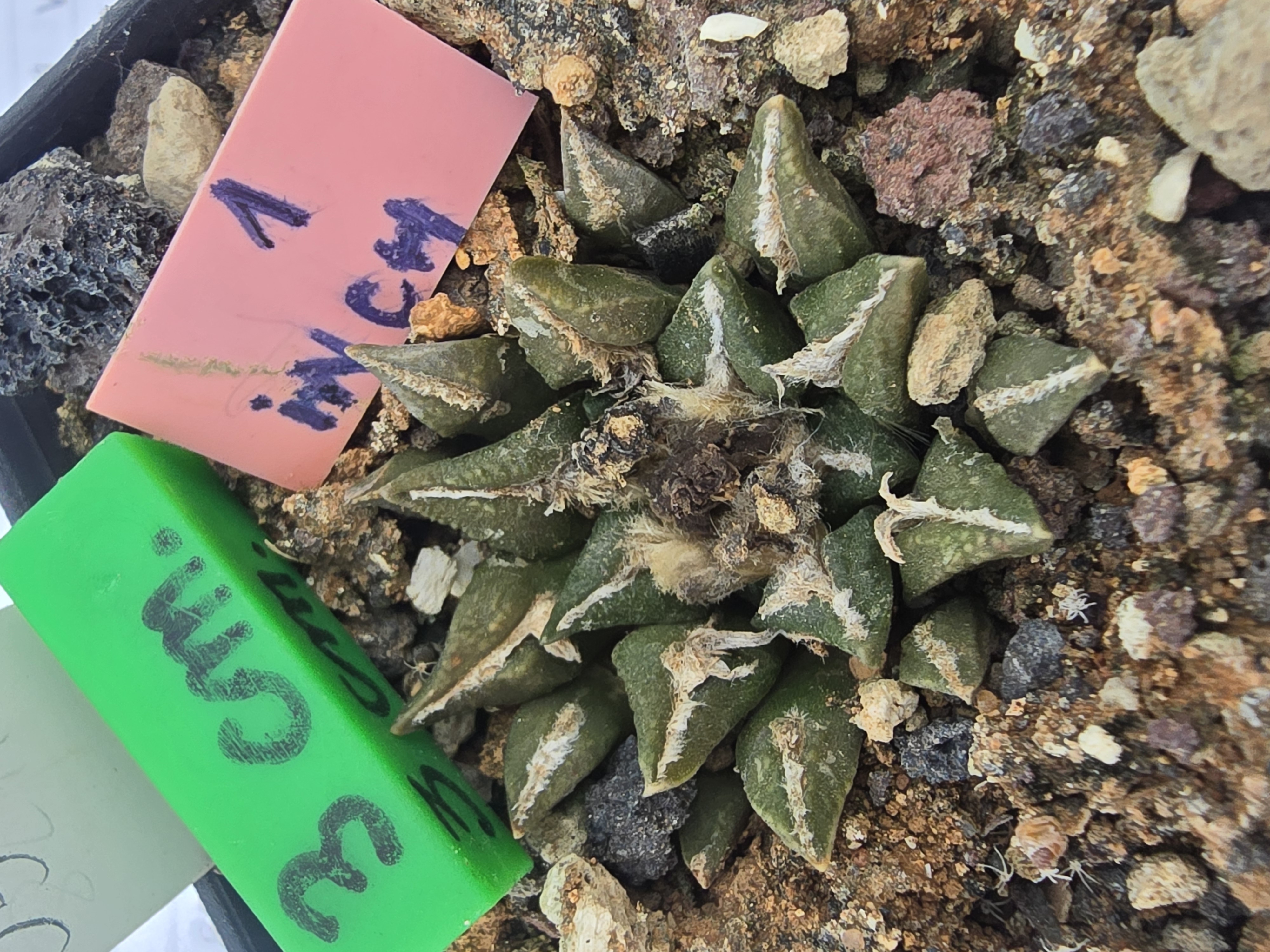 Ariocarpus <br>kotschoubeyanus hybrid f3