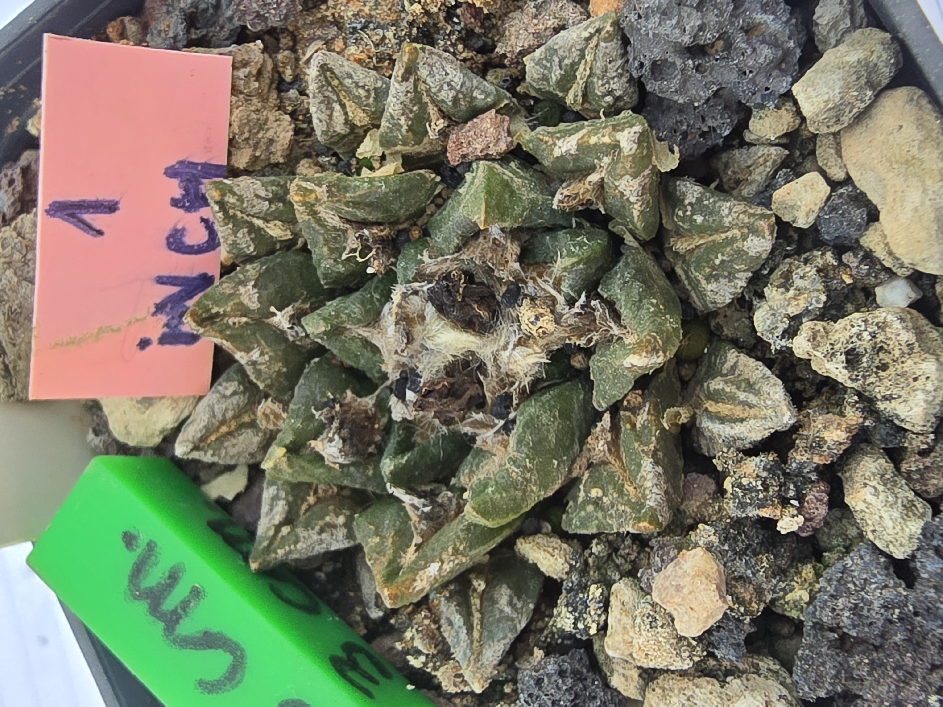 Ariocarpus kotschoubeyanus hybrid f3