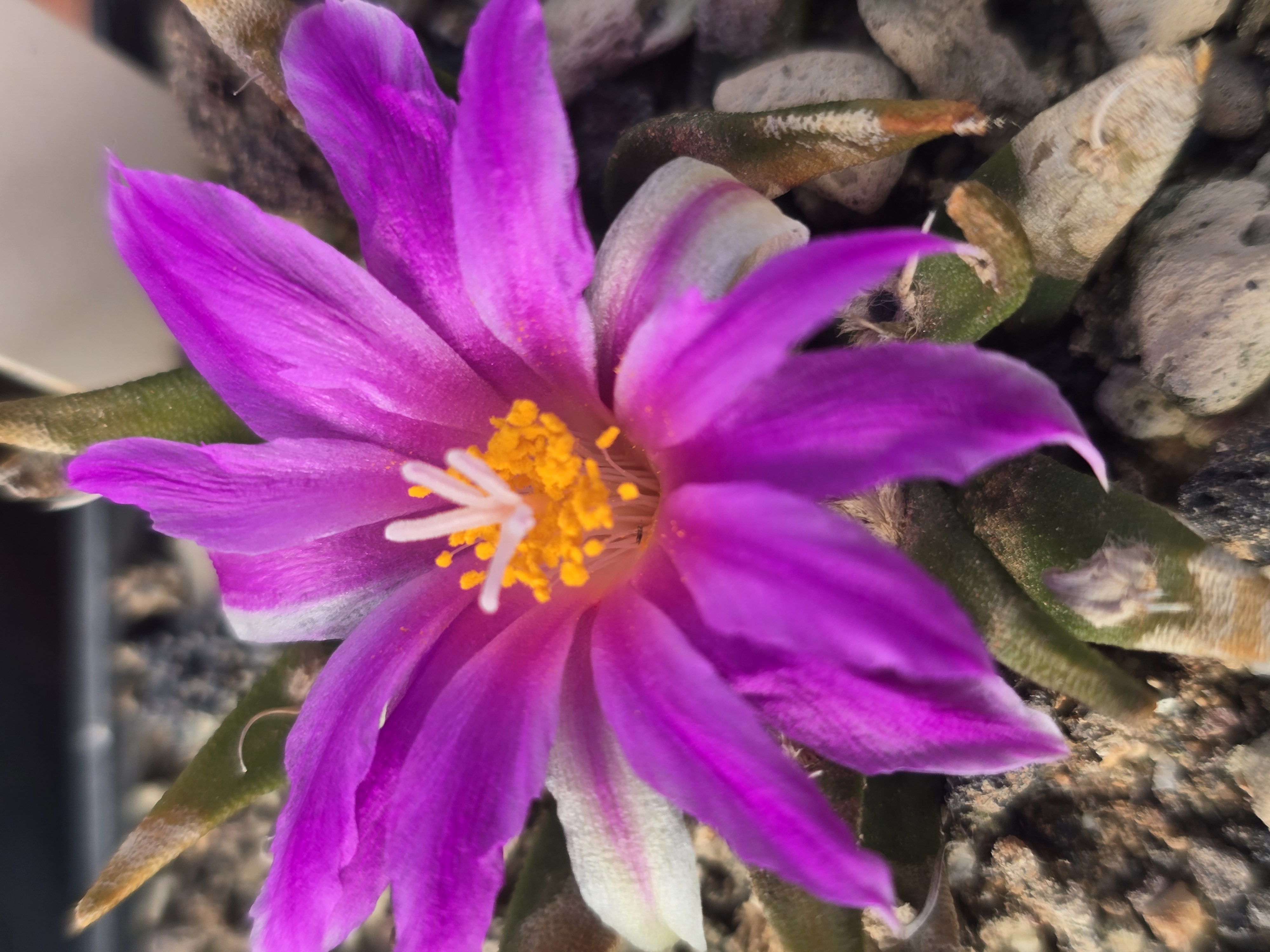 Ariocarpus <br>agavoides form