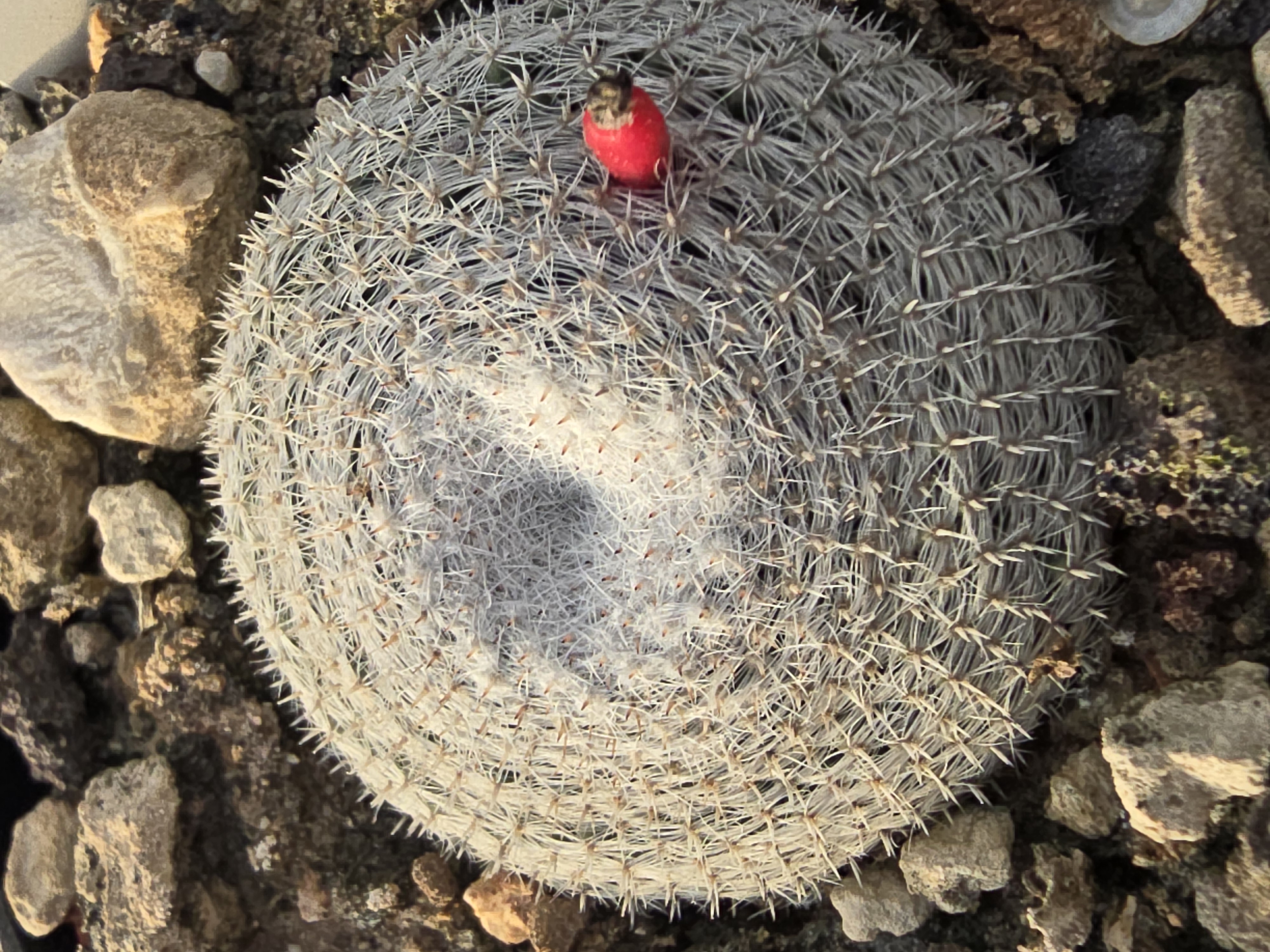 Mammillaria microthele