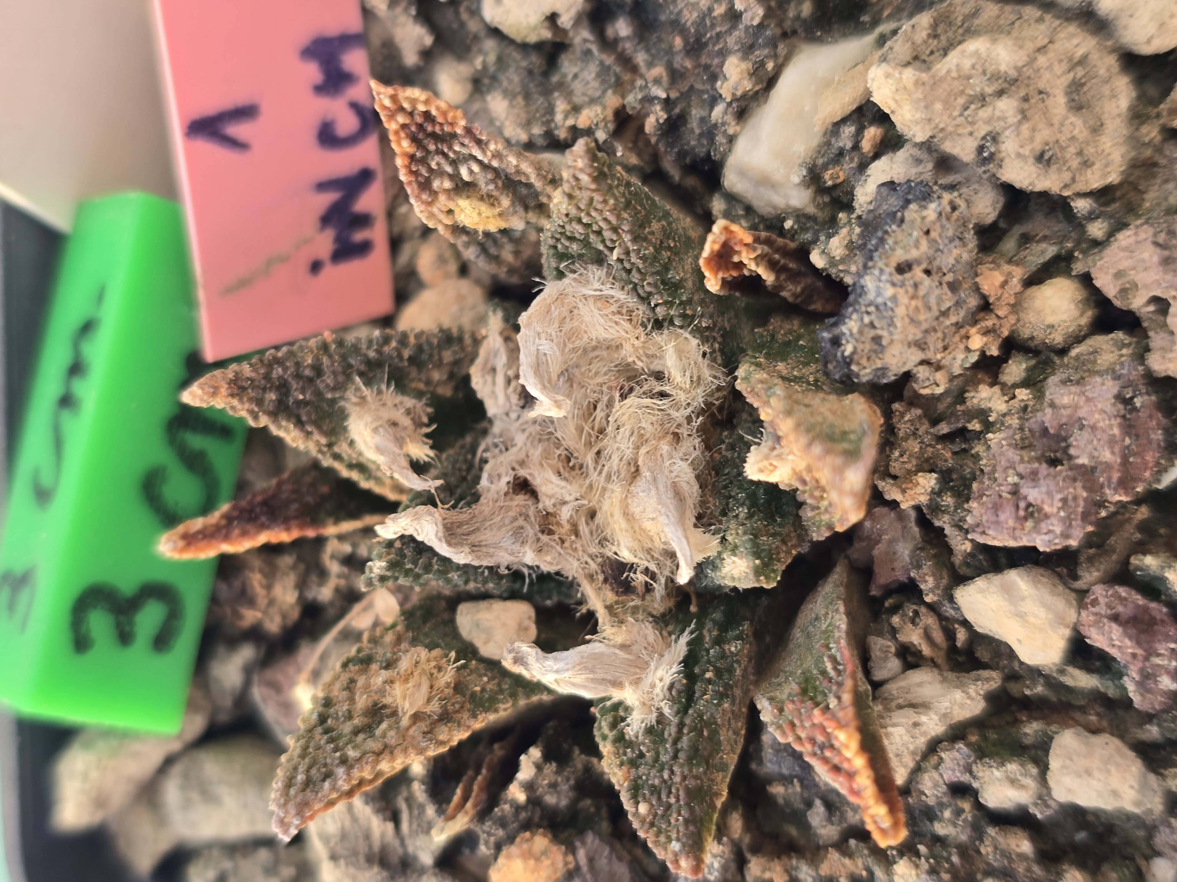 Ariocarpus bravoanus
