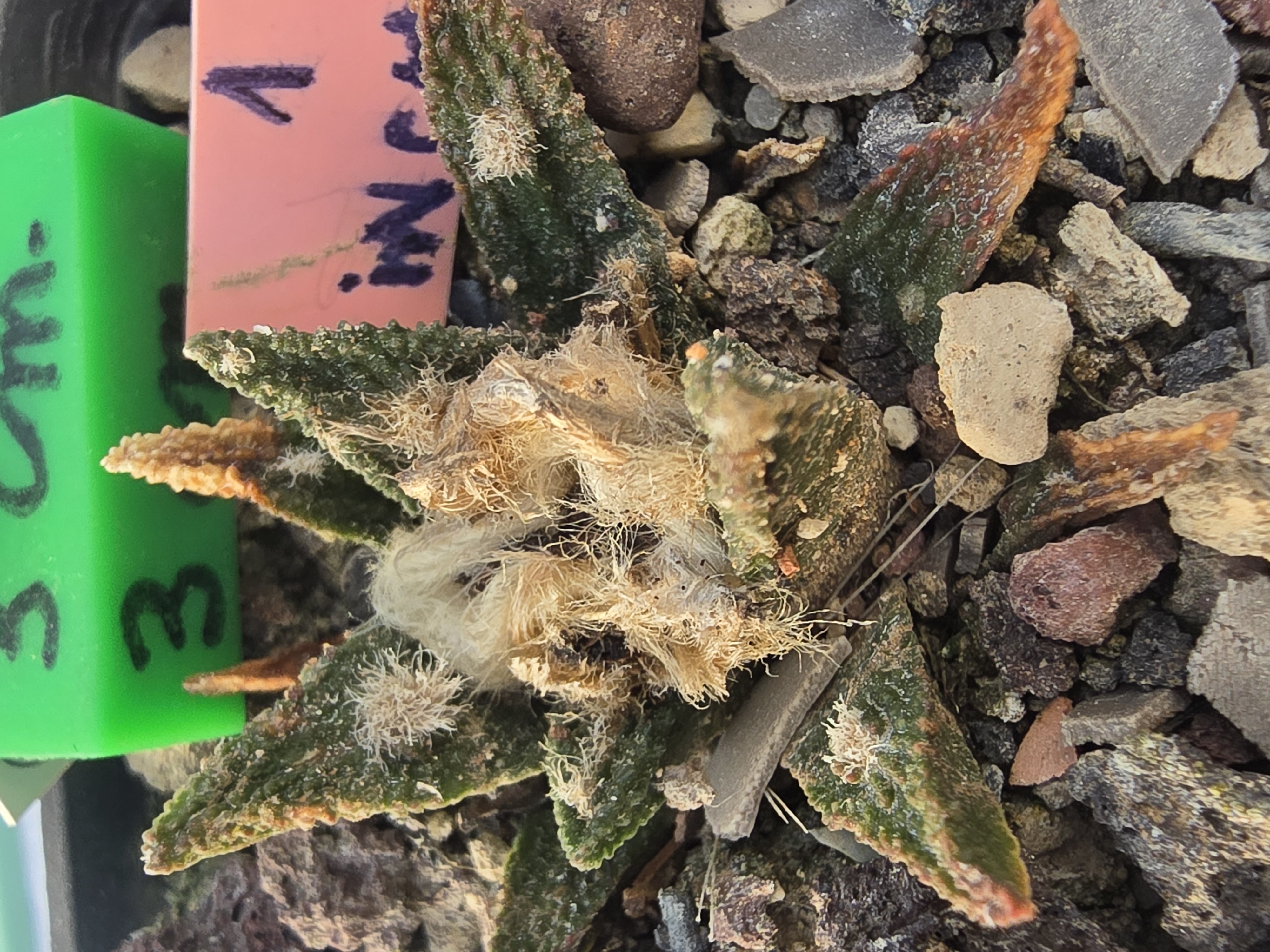 Ariocarpus bravoanus