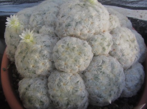 Mammillaria <br>plumosa