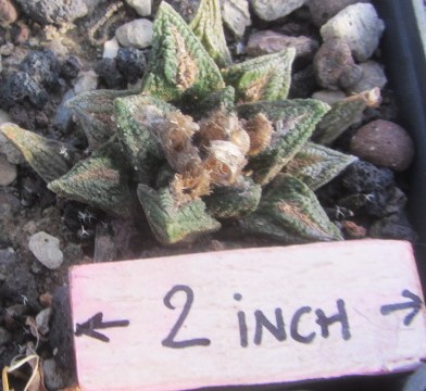Ariocarpus bravoanus
