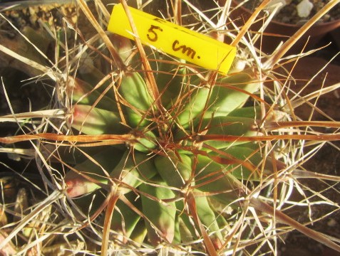Ferobergia <br>hybrid f2