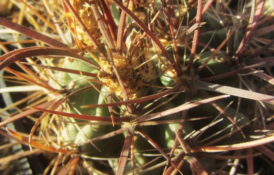 Ferobergia <br>f1 fordi x leuctembergia 